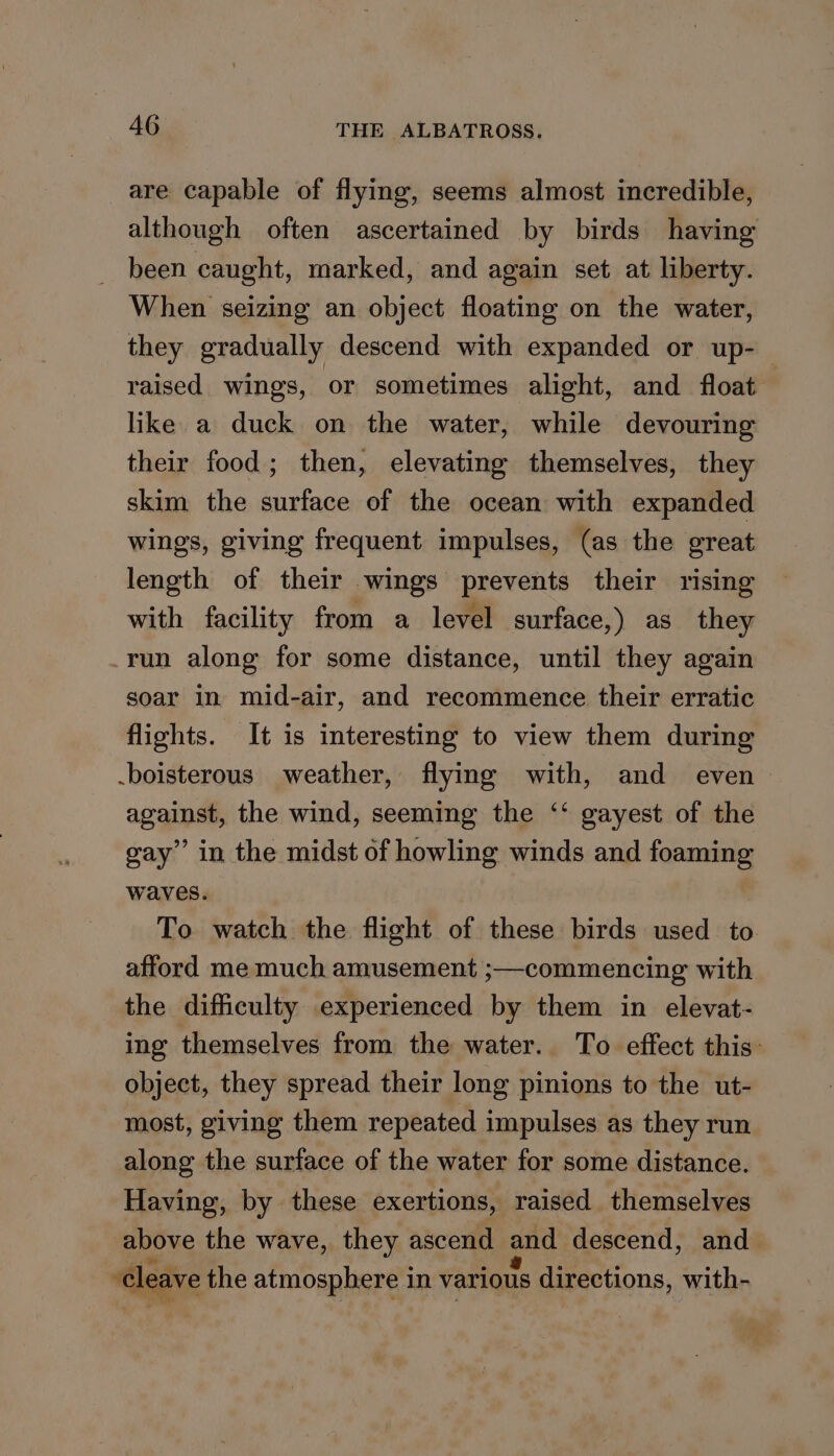 are capable of flying, seems almost incredible, although often ascertained by birds having been caught, marked, and again set at liberty. When seizing an object floating on the water, they gradually descend with expanded or up- raised wings, or sometimes alight, and float | like a duck on the water, while devouring their food; then, elevating themselves, they skim the surface of the ocean with expanded wings, giving frequent impulses, (as the great length of their wings prevents their rising with facility from a level surface,) as they run along for some distance, until they again soar in mid-air, and recommence their erratic flights. It is interesting to view them during .boisterous weather, flying with, and even against, the wind, seeming the ‘‘ gayest of the gay’ in the midst of howling winds and foaming waves. To watch the flight of these birds used to afford me much amusement ;—commencing with the difhiculty experienced by them in elevat- ing themselves from the water. To effect this: object, they spread their long pinions to the ut- most, giving them repeated impulses as they run along the surface of the water for some distance. Having, by these exertions, raised themselves above the wave, they ascend and descend, and ‘cleave the atmosphere in various directions, with-