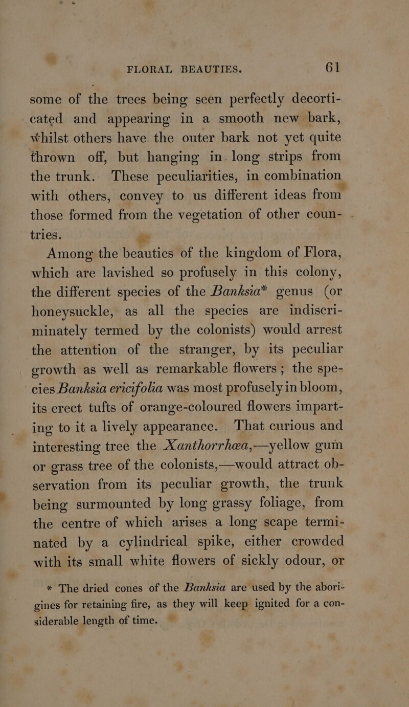 some of the trees being seen perfectly decorti- cated and appearing in a smooth new bark, Whilst others have the outer bark not yet quite thrown off, but hanging in. long strips from the trunk. These peculiarities, in combination with others, convey to us different ideas from. those formed from the vegetation of other coun- - tries. P Among the beauties of the kingdom of Flora, which are lavished so profusely in this colony, the different species of the Banksia* genus (or honeysuckle, as all the species are indiscri- minately termed by the colonists) would arrest the attention of the stranger, by its peculiar erowth as well as remarkable flowers; the spe- cies Banksia ericifola was most profusely in bloom, its erect tufts of orange-coloured flowers impart- ing to it a lively appearance. That curious and interesting tree the Xanthorrhea,—yellow guin or grass tree of the colonists,—would attract ob- servation from its peculiar growth, the trunk being surmounted by long grassy foliage, from the centre of which arises a long scape termi- nated by a cylindrical spike, either crowded with its small white flowers of sickly odour, or * The dried cones of the Banksia are used by the abori- gines for retaining fire, as they will keep ignited for a con- siderable length of time.