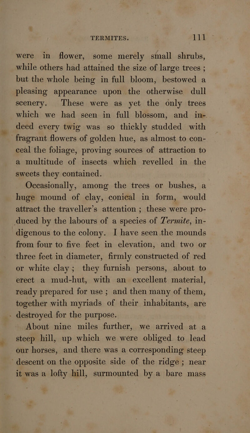 were in flower, some merely small shrubs, while others had attained the size of large trees ; but the whole being in full bloom, bestowed a pleasing appearance upon the otherwise dull scenery. These were as yet the only trees which we had seen in full blossom, and in-. deed every twig was so thickly studded with fragrant flowers of golden hue, as almost to con- ceal the foliage, proving sources of attraction to a multitude of insects which revelled in the sweets they contained. Occasionally, among the trees or bushes, a | huge mound of clay, conical in form, would attract the traveller’s attention ; these were pro- duced by the labours of a species of Termite, in- digenous to the colony. I have seen the mounds from four to five feet in elevation, and two or three feet in diameter, firmly constructed of red or white clay; they furnish persons, about to erect a mud-hut, with an excellent material, ready prepared for use ; and then many of them, together with myriads of their inhabitants, are - destroyed for the purpose. About nine miles further, we arrived at a steep hill, up which we were obliged. to lead our horses, and there was a corresponding steep descent on the opposite side of the ridge; near it was a lofty hill, surmounted by a bare mass