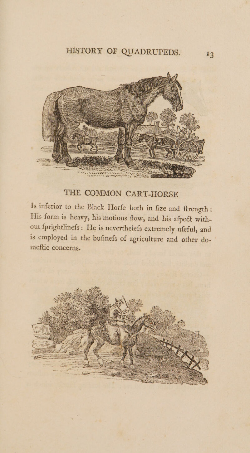 a AEA as ir 28g PAS - ’ wt THE COMMON CART-HORSE Is inferior to the Black Horfe both in fize and ftrength : His form is heavy, his motions flow, and his afpe&amp;t with- out {prightlinefs : He is neverthelefs extremely ufeful, and is employed in the bufinefs of agriculture and other do- meftic concerns.