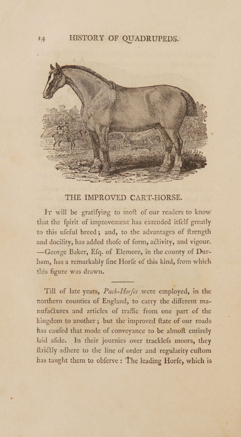 4 Ir will be gratifying to moft of our readers to know that the fpirit of improvement has extended itfelf greatly to this ufeful breed; and, to the advantages of ftrength and docility, has added thofe of form, activity, and vigour. ~—George Baker, Efq. of Elemore, in the county of Dur- ham, has a remarkably fine Horfe of this kind, from which this figure was drawn. Till of late years, Pack-Hor/es were employed, in the northern counties of England, to carry the different ma- nufactures and articles of trafic from one part of the kingdom to another ; but the improved ftate of our roads has caufed that mode of conveyance to be almoft entirely laid afide. In their journies over tracklefs moors, they firictly adhere to the line of order and regularity cuftom has taught them to obferve : The leading Horfe, which is