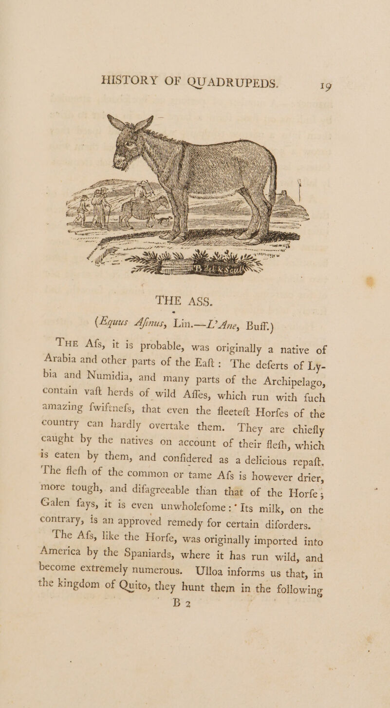 AAA \ Tue Afs, it is probable, was originally a native of Arabia and other parts of the Eaft: The deferts of Ly- bia and Numidia, and many parts of the Archipelago, contain vaft herds of wild Affes, which run with fuch amazing fwiftnefs, that even the fleeteft Horfes of the country can hardly overtake them. They are chiefly caught by the natives on account of their fleth, which is eaten by them, and confidered as a delicious repaft. The flefh of the common or tame Afs is however drier, more tough,. and difagreeable than that of the Horfe ; Galen fays, it is even unwholefome :’ Its milk, on the contrary, is an approved remedy for certain diforders. The Afs, like the Horfe, was originally imported into America by the Spaniards, where it has run wild, and become extremely numerous. Ulloa informs us that, in the kingdom of Quito, they hunt them in the following the ces Sige