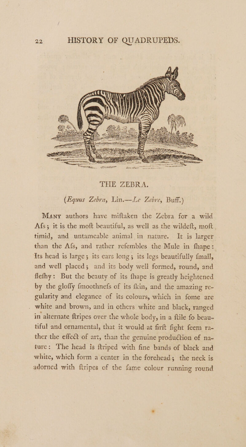 AX WY, Ei! fies Pr 4 yal Hy Ye PLAN wv Lib él wen tT) / ater j “Mh Teta is vy SoeR ATEN ipjarrennure S sean Veserntisiag, YT iii Sie S———— oe aren ab THE ZEBRA. (Equus Zebra, Lin.—Le Zebre, Buff.) Many authors have miftaken the Zebra for a wild Afs; it is the moft beautiful, as well as the wildeft, moft , timid, and untameable animal in nature. It is larger than the Afs, and rather refembles the Mule in fhape : Its head is large; its ears long; its legs beautifully fmall, and well placed; and its body well formed, round, and flefhy: But the beauty of its fhape is greatly heightened by the glofly fmoothnefs of its fkin, and the amazing re- gularity and elegance of its colours, which in fome are white and brown, and in others white and black, ranged in alternate firipes over the whole body, in a ftile fo beau- tiful and ornamental, that it would. at firt fight feem ra- ther the effect of art, than the genuine production of na- ture: The head is ftriped with fine bands of black and white, which form a center in the forehead; the neck is adorned with firipes of the fame colour running round