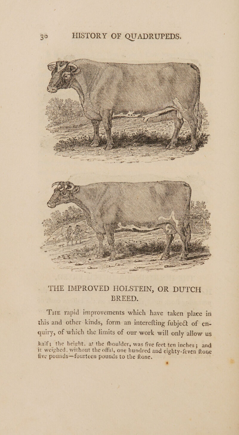 Tie rapid improvements which have taken place in this and other kinds, form an interefting fubjet of en- quiry, of which the limits of our work will only allow us half; the height, at the fhouldey, was five feet ten inches; and it weighed, without the offal, one hundred and eighty-feven ftone five pounds—fourteen pounds to the ftone. ee . *