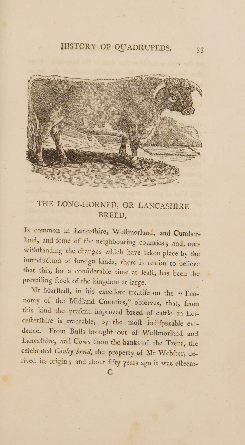 Is common in Lancathire, Weltmorland, and Cumber- land, and fome of the neighbouring counties ; and, not- withitanding the changes which have taken place by the introduction of foreign kinds, there is reafon to believe that this, for a confiderable time at leaft, has been the prevailing ftock of the kingdom at large. “a Mr Marfhall, in his excellent treatife on the “« Fco- nomy of the Midland Counties,” obferves, that, from this kind the prefent improved breed of cattle in Lei- cefterfhire is traceable, by the. moft ‘indifputable evi- dence. From Bulls brought out of Weftmorland and Lancafhire, and Cows from the banks of the Trent, the celebrated Canley: breed, the property of Mr Webfter, de- tived its origin; and about fifty years ago it was efteem- C