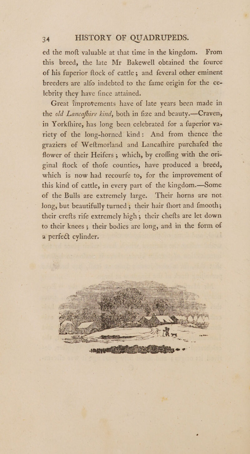 ed the moft valuable at that time in the kingdom. From this breed, the late Mr Bakewell obtained the fource of his fuperior ftock of cattle; and feveral other eminent breeders are alfo indebted to the fame origin for the ce- lebrity they have fince attained. Great improvements have of late years been made in the old Lancafbire kind, both in fize and beauty.—Craven, in Yorkfhire, has long been celebrated for a fuperior va- riety of the long-horned kind: And from thence the graziers of Weftmorland and Lancafhire purchafed the flower of their Heifers ; which, by crofling with the ori- ginal ftock of thofe counties, have produced a breed, which is now had recourfe to, for the improvement of this kind of cattle, in every part of the kingdom.—Some of the Bulls are extremely large. Their horns are not long, but beautifully turned; their hair fhort and fmooth,; their crefts rife extremely high ; their chefts are let down to their knees ; their bodies are long, and in the form of a perfect cylinder. |