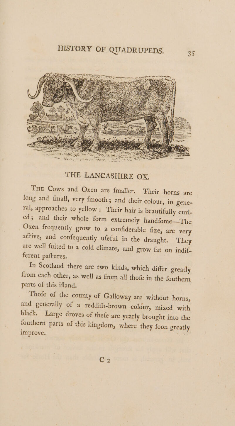 + te RO EN, pie PANE” Nee ae AY gee AS THE LANCASHIRE OX. THe Cows and Oxen are fmaller. Their horns are long and fmall, very {mooth; and their colour, in gene- ral, approaches to yellow: Their hair is beautifully curl- ed; and their whole form extremely handfome—The Oxen frequently grow to a confiderable fize, are very active, and confequently ufeful in the draught. They are well fuited to a cold climate, and grow fat on indif- ferent paftures. In Scotland there are two kinds, which differ greatly from each other, as well as from all thofe in the fouthern parts of this ifland. | 7 Thofe of the county of Galloway are without horns, and generally of a reddifh-brown colour, mixed with black. Large droves of thefe are yearly brought into the fouthern parts of this kingdom, where they foon greatly improve. 7