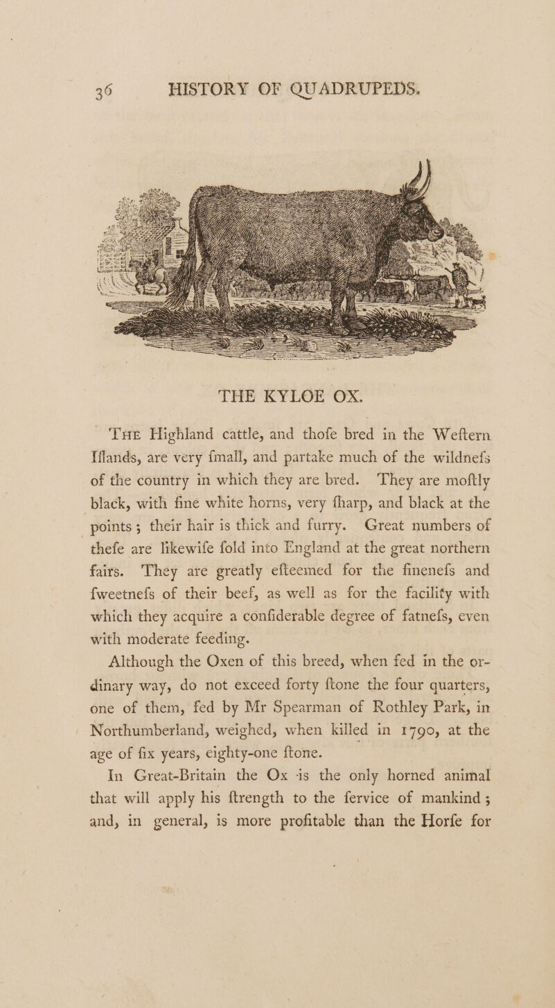 THe Highland cattle, and thofe bred in the Weftern Iflands, are very {mall, and partake much of the wildnefs of the country in which they are bred. They are moftly black, with fine white horns, very fharp, and black at the points; their hair is thick and furry. Great numbers of thefe are likewife fold into En gland at the great northern fairs. They are greatly efteemed for the finenefs and fweetnefs of their beef, as well as for the facility with which they acquire a confiderable degree of fatnefs, even with moderate feeding. Although the Oxen of this breed, when fed in the or- dinary way, do not exceed forty ftone the four quarters, one of them, fed by Mr Spearman of Rothley Park, in Northumberland, weighed, when killed in 1790, at the age of fix years, eighty-one ftone. In Great-Britain the Ox is the only horned animal that will apply his ftrength to the fervice of mankind ; and, in general, is more profitable than the Horfe for