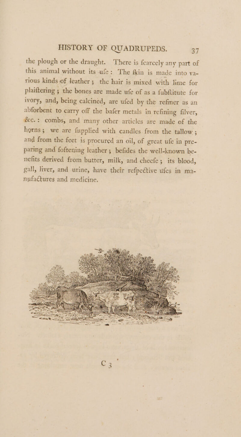 the plough or the draught. There is fearcely any part of this animal without its ufe: The fkin is made into va- rious kinds Of leather; the hair j is mixed with lime for plaiftering ; the bones are made ufe of as a fubftitute for ivory, and, being calcined, are ufed by the refiner as an abforbent to carry off the bafer metals in refining filver, &amp;c.: combs, and many other articles are made of the horns; we are fupplied with candles from the tallow ; and from the feet is procured an oil, of great ufe in pre- paring and foftening leather ; befides the well-known be- nefits derived from butter, milk, and cheefe ; its blood, gall, liver, and urine, have their refpective ufes in ma- nufactures and medicine.