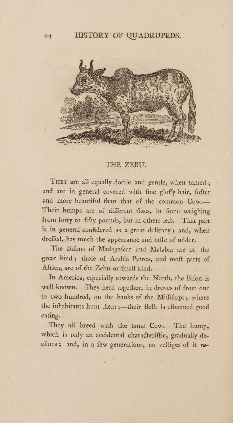 5 Vy). hs 2; Wd. RS EVENS WU RS aS} pes to = C —_ one ——— x ga eae wae: Onde tone Ser ga Beso. eed TIL eae -Sa 5 Siectes Duey are all equally docile and gentle, when tamed ; ‘and are in general covered with fine gloffy hair, fofter and more beautiful than that of the common Cow.— Their humps are of different fizes, in fome weighing from forty to fifty pounds, but in others lefs. That part is in general confidered as a great delicacy; and, when drefied, has much the appearance and tafte of udder. The Bifons of Madagafcar and Malabar are of the great kind; thofe of Arabia Petrea, and moft parts of Africa, are of the Zebu or fmall kind. In America, efpecially towards the North, the Bifon is ~ well known. They herd together, in droves of from one to two hundred, on the banks of the Miffifippi; where the inhabitants hunt them ;—their flefh is efteemed good eating. They all breed with the tame Cow. The hump, which is only an accidental characteriftic, gradually de- cles; and, in a few generations, no veftiges of it re~