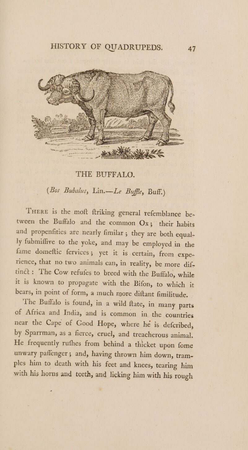 HN Sa ie fi Soh i en LIN BIS f} Pe PLETE, a, ‘g nail see ee e Big. fh if i CANAAN = Bae bes eee SWS were i. - Cs aN ernment stir t ty \ THE BUFFALO. Bos Bubalus, Lin.—Le Buffle, Buff. ) Tere is the moft ftriking general refemblance bea tween the Buffalo and the common Ox; their habits and propenfities are nearly fimilar ; they are both equal- ly fubmiflive to the yoke, and may be employed in the fame domeftic fervices ; yet it is certain, from expe- rience, that no two animals can, in reality, be more dif. tinct: The Cow refufes to breed with the Buffalo, while it is known to propagate with the Bifon, to which it bears, in point of form, a much more diftant fimilitude. ‘The Buffalo is found, in a wild fate, in many parts of Africa and India, and is common in the countries near the Cape of Good Hope, where he is defcribed, by Sparrman, as a fierce, cruel, and treacherous animal. He frequently rufhes from behind a thicket upon fome unwary paflenger; and, having thrown him down, tram- ples him to death with his feet and knees, tearing him with his horns and teeth, and licking him with his rough