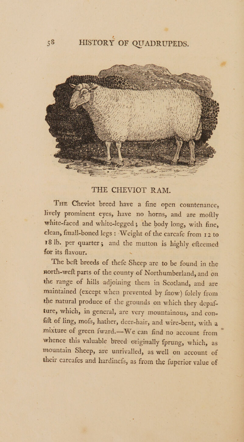 Tut Cheviot breed have a fine open countenance, lively prominent eyes, have no horns, and are moiily white-faced and white-legged ; the body long, with fine, clean, fmall-boned legs : Weight of the carcafe from 12 to 18 lb. per quarter; and the mutton is highly efteemed for its flavour. ~ The beft breeds of thefe Sheep are to be found in the north-weft parts of the county of Northumberland, and on the range of hills adjoining them in Scotland, and are maintained (except when prevented by fnow) folely from the natural produce of the grounds on which they depaf- ture, which, in general, are very mountainous, and con- fift of ling, mofs, hather, deer-hair, and wire-bent, with a mixture of green {ward.—_We can find no account from whence this valuable breed originally fprung, which, as mountain Sheep, are unrivalled, as well on account of their carcafes and hardinefs, as from the fuperior value of