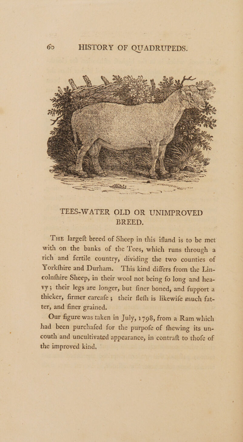 Tue largeft breed of Sheep in this ifland is to be met with on the banks of the Tees, which runs through a rich and fertile country, dividing the two counties of Yorkthire and Durham. This kind differs from the Lin- colnfhire Sheep, in their wool not being fo long and hea- vy; their legs are longer, but finer boned, and fupport a thicker, firmer carcafe; their fleth is likewife much fat- ter, and finer grained. Our figure was taken in July, 1798, from a Ram which had been purchafed for the purpofe of fhewing its un- couth and uncultivated appearance, in contraft to thofe of the improved kind, »