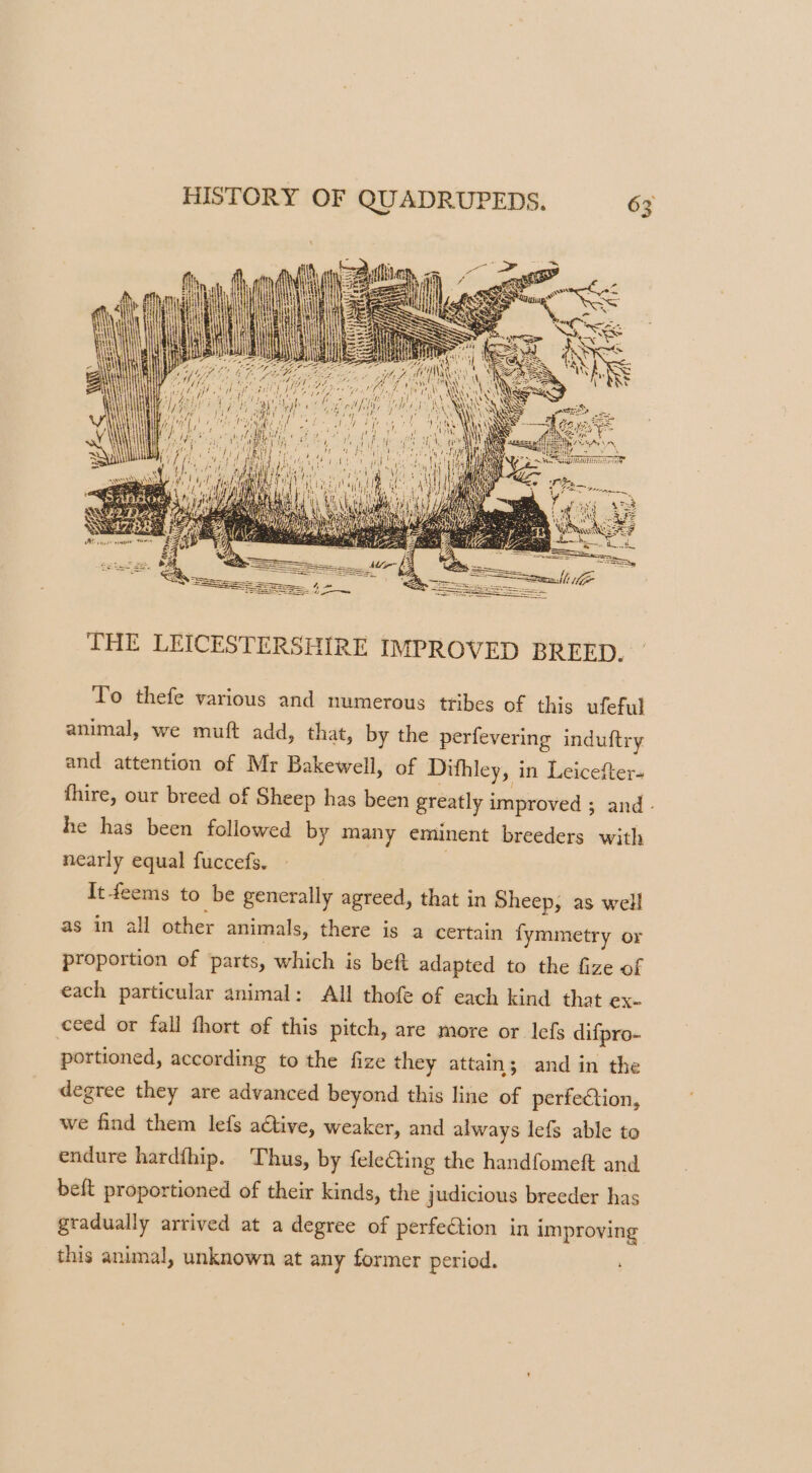 THE LEICESTERSHIRE IMPROVED BREED. To thefe various and numerous tribes of this ufeful animal, we muft add, that, by the perfevering induftry and attention of Mr Bakewell, of Dithley, in Leicefter- thire, our breed of Sheep has been greatly improved 5 and - he has been followed by many eminent breeders with nearly equal fuccefs. | It-feems to be generally agreed, that in Sheep, as well as in all other animals, there is a certain fymmetry or proportion of parts, which is beft adapted to the fize of each particular animal: All thofe of each kind that ex- ceed or fall fhort of this pitch, are more or lefs difpro- portioned, according to the fize they attain; and in the degree they are advanced beyond this line of perfeétion, we find them lefs a€tive, weaker, and always lefs able to endure hardfhip. Thus, by felecting the handfomeft and beft proportioned of their kinds, the judicious breeder has gradually arrived at a degree of perfe€tion in improving this animal, unknown at any former period.
