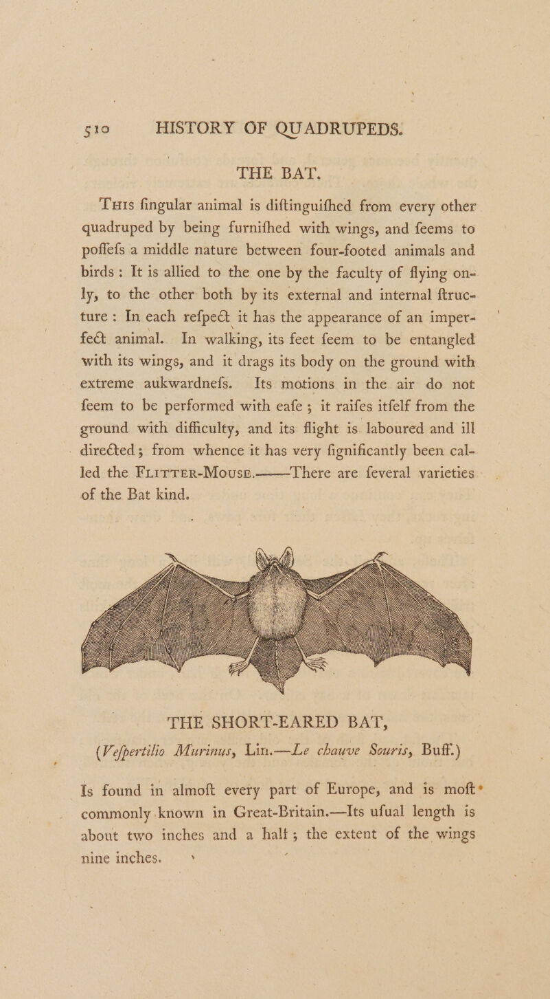 THE BAT. Turs fingular animal is diftinguifhed from every other quadruped by being furnifhed with wings, and feems to pofiefs a middle nature between four-footed animals and birds: It is allied to the one by the faculty of flying on- ly, to the other both by its external and internal ftruc- ture: In each refpect it has the appearance of an imper- fe&amp; animal. In walking, its feet feem to be entangled with its wings, and it drags its body on the ground with extreme aukwardnefs. Its motions in the air do not feem to be performed with eafe ; it raifes itfelf from the ground with difficulty, and its flight is laboured and ill dire€ted; from whence it has very fignificantly been cal- led the Frrrrer-Mouse, of the Bat kind. There are feveral varieties i Z WE L YY ES - Z, Bly Hy} GEG MLS Yi Is found in almoft every part of Europe, and is moft* commonly known in Great-Britain.—Its ufual length is about two inches and a halt; the extent of the wings nine inches. ,