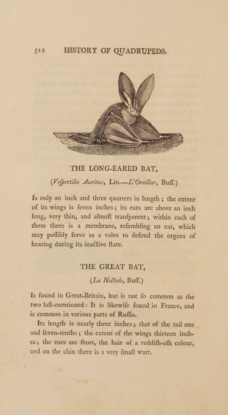 THE LONG-EARED BAT, (Vefpertilio Auritus, Lin.—L’Oreillar, Buff.) Is only an inch and three quarters in length; the extent of its wings is feven inches; its ears are above an inch long, very thin, and almoft tranfparent; within each of them there is a membrane, refembling an ear, which may .pofhibly ferve as a valve to defend the organs of hearing during its inactive ftate. THE GREAT BAT, (La Noétule, Buff.) Is found in Great-Britain, but is not fo common ag the two laft-mentioned: It is likewife found in France, and is common in various parts of Ruflia. Its length is nearly three inches; that of the tail one _ and feven-tenths ; the extent of the wings thirteen inch- es; the ears are fhort, the hair of a reddifh-ath colour, and on the chin there is a very {mall wart.