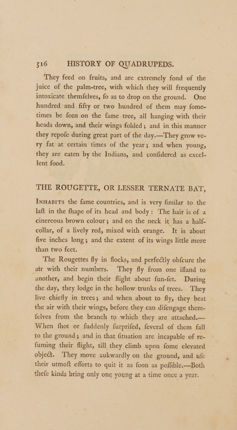 They feed on fruits, and are extremely fond of the juice of the palm-tree, with which they will frequently intoxicate themfelves, fo as to drop on the ground. One hundred and fifty or two hundred of them may fome- times be feen on the fame tree, all hanging with their heads down, and their wings folded; and in this manner they repofe during great part of the day.—They grow ve- ry fat at certain times of the year; and when young, they are eaten by the Indians, and confidered as excel- lent food. THE ROUGETTE, OR LESSER TERNATE BAT, Innapits the fame countries, and is very fimilar to the laft in the fhape of its head and body: The hair is of a cinereous brown colour; and on the neck it has a half- collar, of a lively red, mixed with orange. It is about five inches long; and the extent of its wings little more than two feet. The Rougettes fly in flocks, and perfectly obfcure the alr with their numbers. They fly from one ifland to another, and begin their flight about fun-fet. During the day, they lodge in the hollow trunks of trees. They live chiefly in trees; and when about to fly, they beat | the air with their wings, before they can difengage them- felves from the branch to which they are attached.— When fhot or fuddenly furprifed, feveral of them fall to the ground; and in that fituation are incapable of re- fuming their flight, till they climb upon fome elevated object. They move aukwardly on the ground, and ufe their utmoft efforts to quit it as foon as poflible.—Both thefe kinds bring only one young at a time once a year.