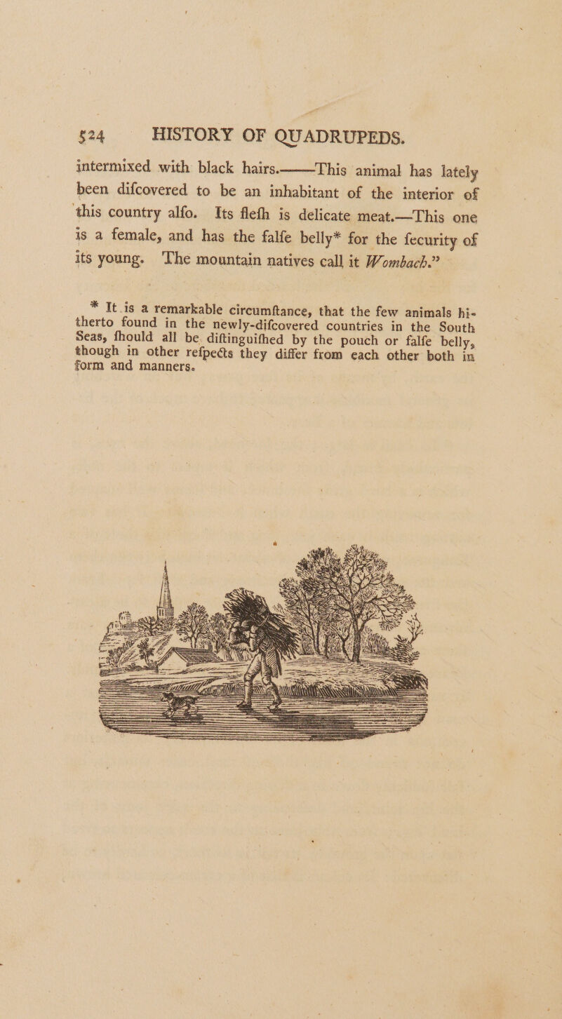 intermixed with black hairs. ‘This animal has lately been difcovered to be an inhabitant of the interior of ‘this country alfo. Its fleth is delicate meat.—This one is a female, and has the falfe belly* for the fecurity of its young. ‘The mountain natives call it Wombach.” * It.is a remarkable circumftance, that the few animals hi- _therto found in the newly-difcovered countries in the South Seas, fhould all be diftinguifhed by the pouch or falfe belly, though in other refpeéts they differ from each other both in form and manners. —