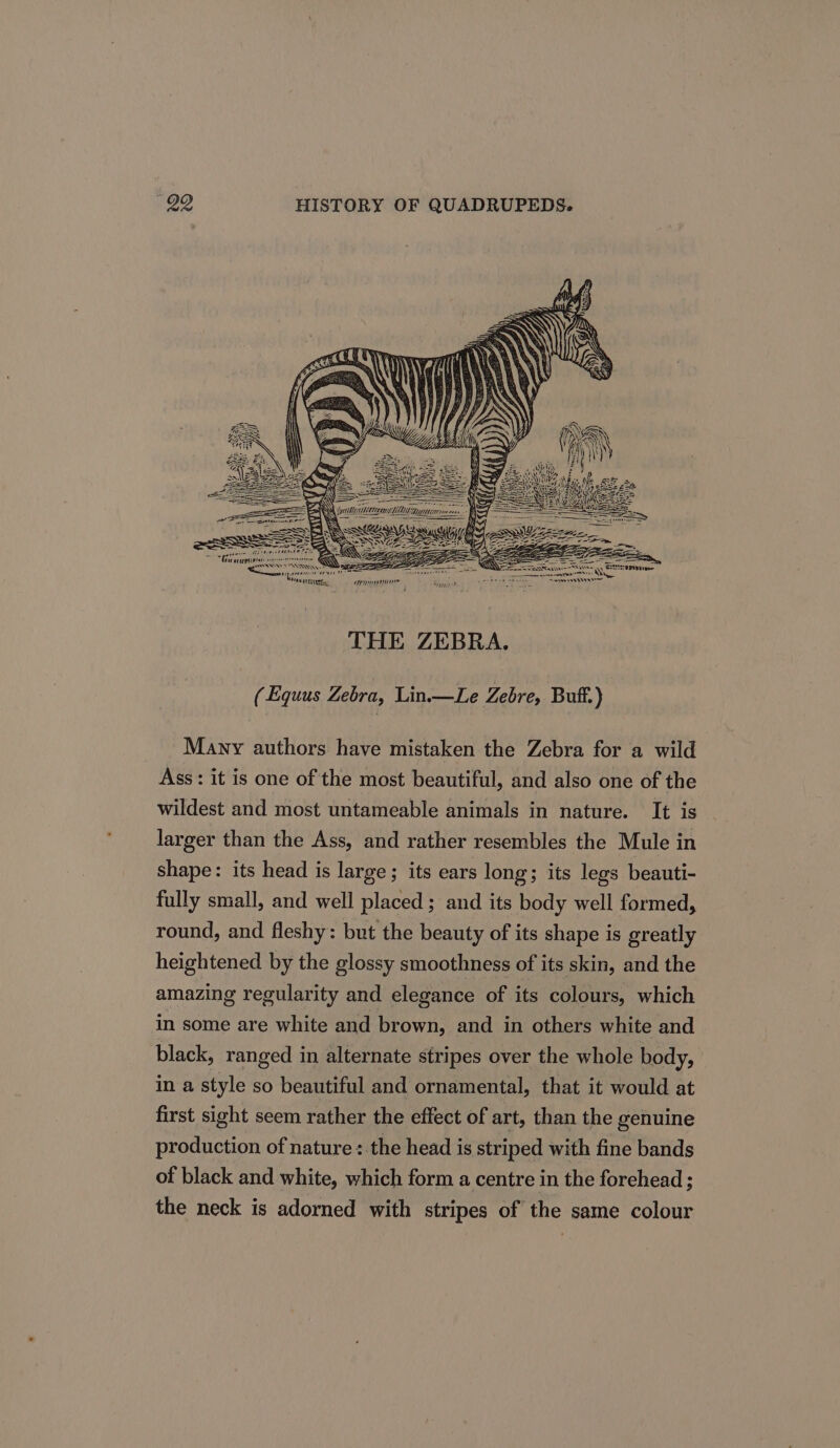 Nii THE ZEBRA. (Equus Zebra, Lin.—Le Zebre, Buff.) Many authors have mistaken the Zebra for a wild Ass: it is one of the most beautiful, and also one of the wildest and most untameable animals in nature. It is larger than the Ass, and rather resembles the Mule in shape: its head is large; its ears long; its legs beauti- fully small, and well placed ; and its body well formed, round, and fleshy: but the beauty of its shape is greatly heightened by the glossy smoothness of its skin, and the amazing regularity and elegance of its colours, which in some are white and brown, and in others white and black, ranged in alternate stripes over the whole body, in a style so beautiful and ornamental, that it would at first sight seem rather the effect of art, than the genuine production of nature: the head is striped with fine bands of black and white, which form a centre in the forehead ; the neck is adorned with stripes of the same colour