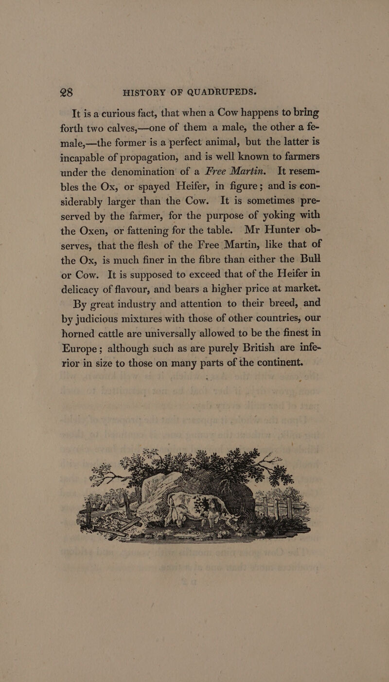 It is a curious fact, that when a Cow happens to bring forth two calves,—one of them a male, the other a fe- male,—the former is a perfect animal, but the latter is incapable of propagation, and is well known to farmers under the denomination’ of a Free Martin. It resem- bles the Ox, or spayed Heifer, in figure; and is eon- siderably larger than the Cow. It is sometimes pre- served by the farmer, for the purpose of yoking with the Oxen, or fattening for the table. Mr Hunter ob- serves, that the flesh of the Free Martin, like that of the Ox, is much finer in the fibre than either the Bull or Cow. It is supposed to exceed that of the Heifer in delicacy of flavour, and bears a higher price at market. By great industry and attention to their breed, and by judicious mixtures with those of other countries, our horned cattle are universally allowed to be the finest in Europe; although such as are purely British are infe- rior in size to those on many parts of the continent.