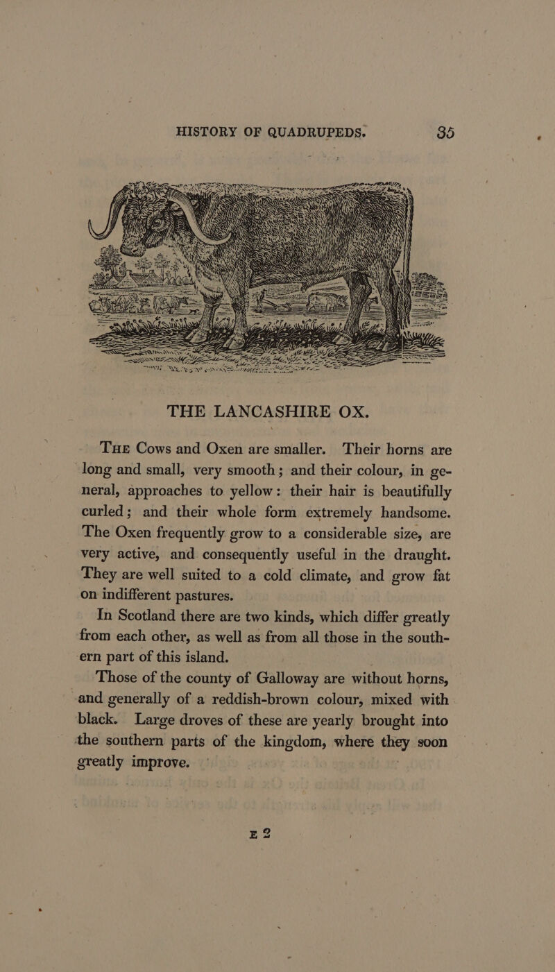 Wms 0 NBER ANA BSN ARS RASS \ SS Nt SAO WIRD LUNN TAS NDS ~ AN SASS en) EIS GATES SIRS WAS MW red wi Uys WS ye : LeaiH7)) ms \ eee ra LE Za See SITE oz ESS oN THE LANCASHIRE OX. Tue Cows and Oxen are smaller. Their horns are -long and small, very smooth; and their colour, in ge- neral, approaches to yellow: their hair is beautifully curled; and their whole form extremely handsome. The Oxen frequently grow to a considerable size, are very active, and consequently useful in the draught. They are well suited to a cold climate, and grow fat on indifferent pastures. In Scotland there are two kinds, which differ greatly from each other, as well as from all those in the south- ern part of this island. Those of the county of Galloway are without horns, -and generally of a reddish-brown colour, mixed with . black. Large droves of these are yearly brought into the southern parts of the kingdom, where they soon greatly improve. | Eb: 8