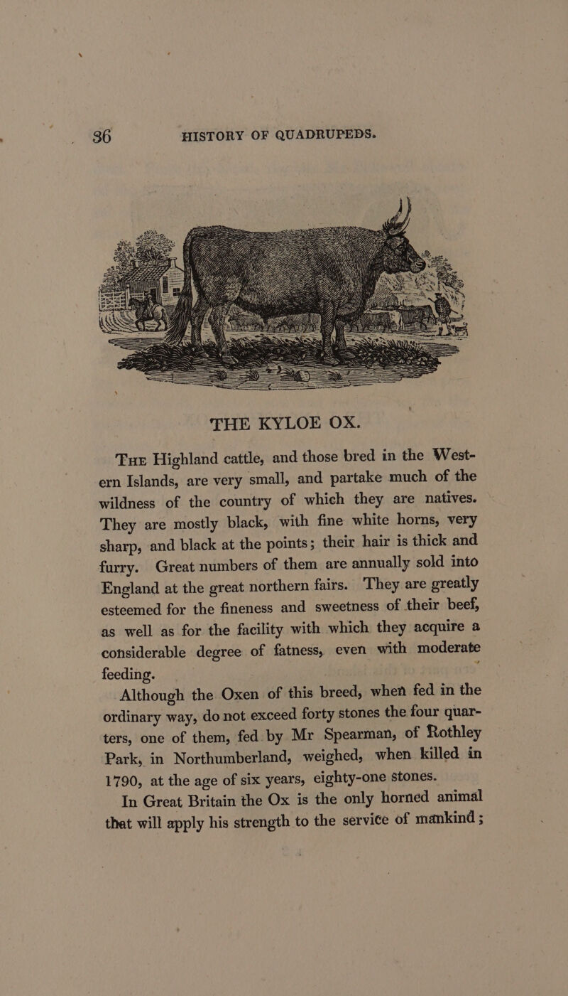 Tue Highland cattle, and those bred in the West- ern Islands, are very small, and partake much of the wildness of the country of which they are natives. They are mostly black, with fine white horns, very sharp, and black at the points ; their hair is thick and furry. Great numbers of them are annually sold into England at the great northern fairs. They are greatly esteemed for the fineness and sweetness of their beef, as well as for the facility with which they acquire a considerable degree of fatness, even with moderate feeding. \ Although the Oxen of this breed, when fed in the ordinary way, do not exceed forty stones the four quar- ters, one of them, fed by Mr Spearman, of Rothley Park, in Northumberland, weighed, when. killed in 1790, at the age of six years, eighty-one stones. In Great Britain the Ox is the only horned animal thet will apply his strength to the service of mankind ;