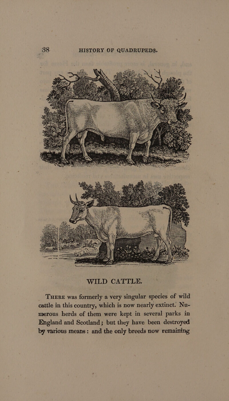 i MG: iy, Tes yy S YO ; nt SSA NSN AN ; OS ~ SY , AY S Ny ~ ~ S WW ANY =. ~) aN &gt;) » YQ vy « SNA LL SENG (CGBEE Malfe watt sab iecn) ll ee ea WILD CATTLE. THERE was formerly a very singular species of wild cattle in this country, which is now nearly extinct. Nu- merous herds of them were kept in several parks in England and Scotland; but they have been destroyed by various means: and the only breeds now remaining {