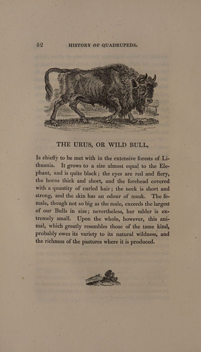 Is chiefly to be met with in the extensive forests of- Li- thuania. It grows to a size almost equal to the Ele- phant, and is quite black; the eyes are red and fiery, the horns thick and short, and the forehead covered with a quantity of curled hair; the neck is short and strong, and the skin has an odour of musk. The fe- male, though not so big as the male, exceeds the largest of our Bulls in size; nevertheless, her udder is ex- tremely small. Upon the whole, however, this ani- mal, which greatly resembles those of the tame kind, probably owes its variety to its natural wildness, and _ the richness of the pastures where it is produced. pp hares 5 EW eee = Mrweorran? Y