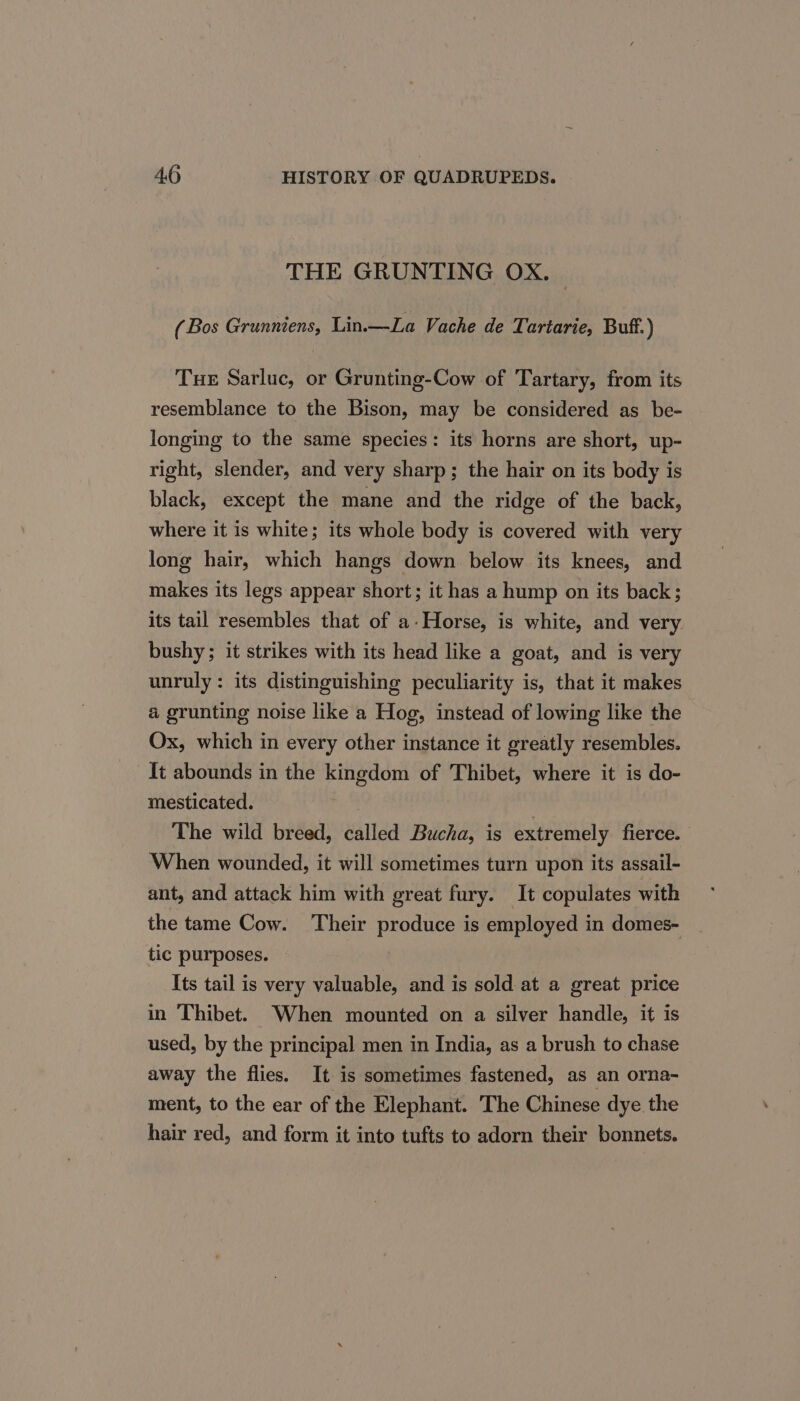 THE GRUNTING OX. | (Bos Grunniens, Lin.—La Vache de Tartarie, Buff.) Tue Sarluc, or Grunting-Cow of Tartary, from its resemblance to the Bison, may be considered as be- longing to the same species: its horns are short, up- right, slender, and very sharp; the hair on its body is black, except the mane and the ridge of the back, where it is white; its whole body is covered with very long hair, which hangs down below its knees, and makes its legs appear short; it has a hump on its back; its tail resembles that of a-Horse, is white, and very bushy; it strikes with its head like a goat, and is very unruly: its distinguishing peculiarity is, that it makes a grunting noise like a Hog, instead of lowing like the Ox, which in every other instance it greatly resembles. It abounds in the kingdom of Thibet, where it is do- mesticated. , The wild breed, called Bucha, is extremely fierce. When wounded, it will sometimes turn upon its assail- ant, and attack him with great fury. It copulates with the tame Cow. Their produce is employed in domes- tic purposes. | Its tail is very valuable, and is sold at a great price in Thibet. When mounted on a silver handle, it is used, by the principal men in India, as a brush to chase away the flies. It is sometimes fastened, as an orna- ment, to the ear of the Elephant. The Chinese dye the hair red, and form it into tufts to adorn their bonnets.