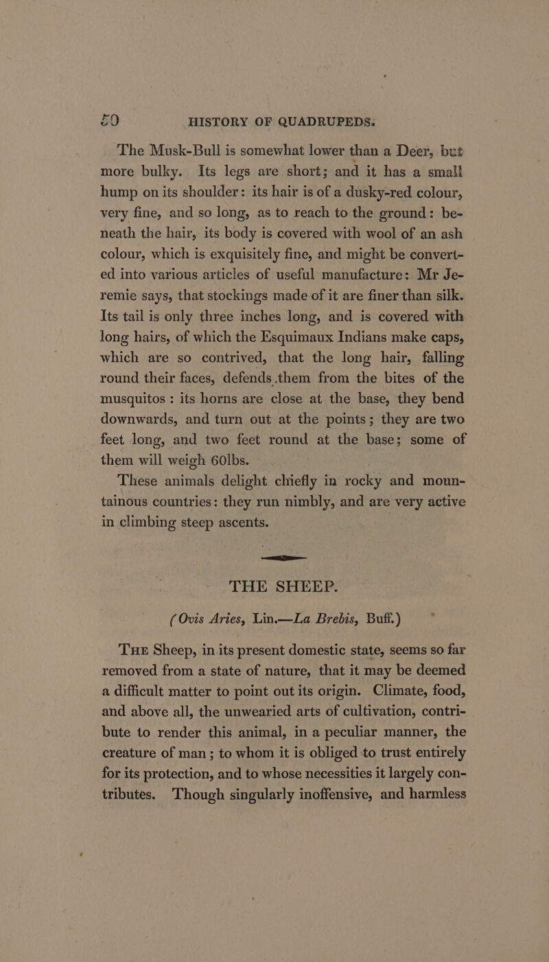 The Musk-Bull is somewhat lower than a Deer, but more bulky. Its legs are short; and it has a smal} hump on its shoulder: its hair is of a dusky-red colour, very fine, and so long, as to reach to the ground: be- neath the hair, its body is covered with wool of an ash colour, which is exquisitely fine, and might be convert- ed into various articles of useful manufacture: Mr Je- remie says, that stockings made of it are finer than silk. Its tail is only three inches long, and is covered with long hairs, of which the Esquimaux Indians make caps, which are so contrived, that the long hair, falling round their faces, defends them from the bites of the musquitos : its horns are close at the base, they bend downwards, and turn out at the points; they are two feet long, and two feet round at the base; some of them will weigh 60lbs. These animals delight chiefly in rock and moun- tainous countries: they run nimbly, and are very active in climbing steep ascents. nn THE SHEEP. (Ovis Aries, Lin.—La Brebis, Buff.) THE Sheep, in.its present domestic state, seems so far removed from a state of nature, that it may be deemed a difficult matter to point out its origin. Climate, food, and above all, the unwearied arts of cultivation, contri-_ bute to render this animal, in a peculiar manner, the creature of man; to whom it is obliged to trust entirely for its protection, and to whose necessities it largely con- tributes. Though singularly inoffensive, and harmless