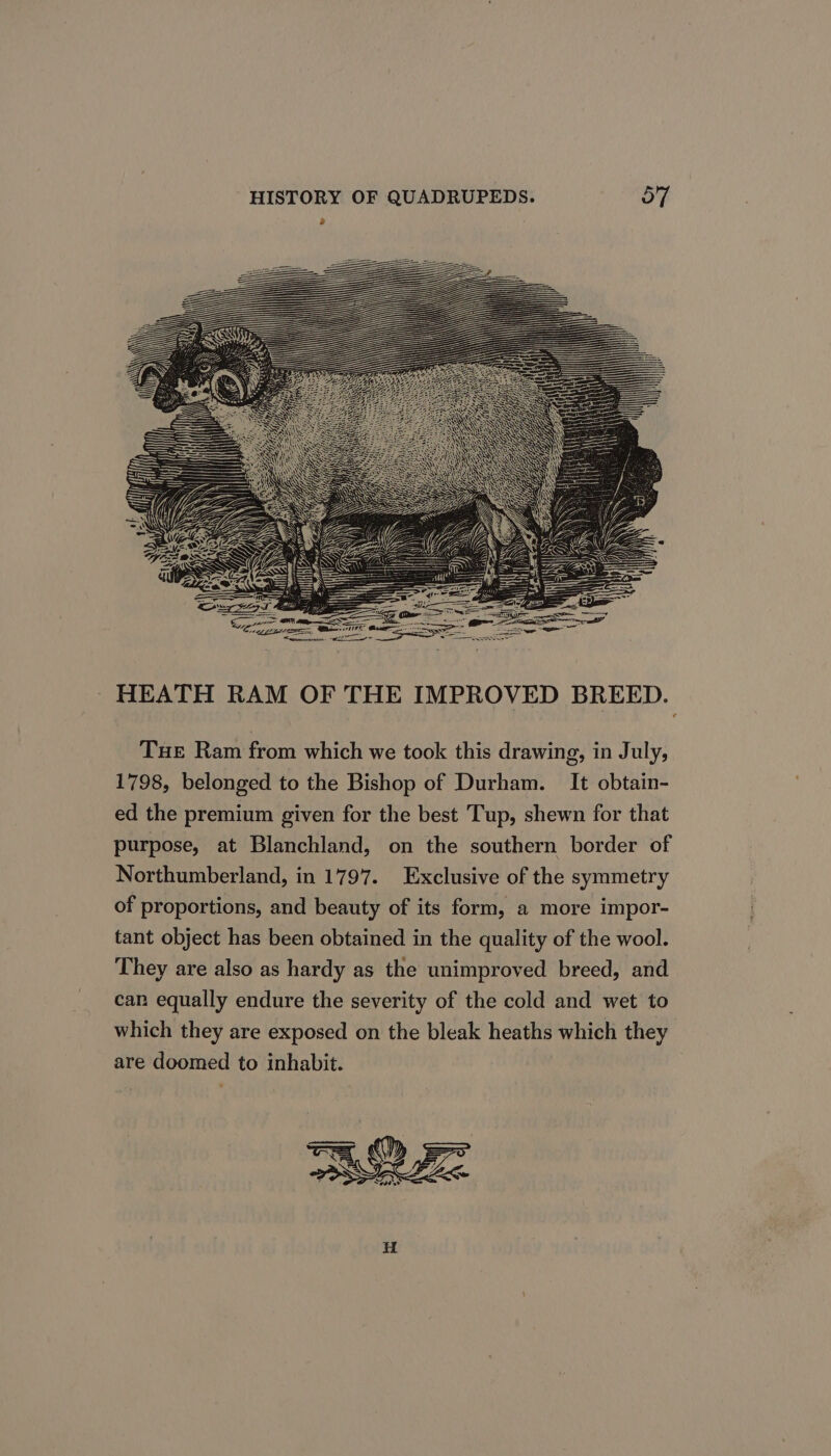 HEATH RAM OF THE IMPROVED BREED. Tue Ram from which we took this drawing, in July, 1798, belonged to the Bishop of Durham. It obtain- ed the premium given for the best Tup, shewn for that purpose, at Blanchland, on the southern border of Northumberland, in 1797. Exclusive of the symmetry of proportions, and beauty of its form, a more impor- tant object has been obtained in the quality of the wool. They are also as hardy as the unimproved breed, and can equally endure the severity of the cold and wet to which they are exposed on the bleak heaths which they are doomed to inhabit. |