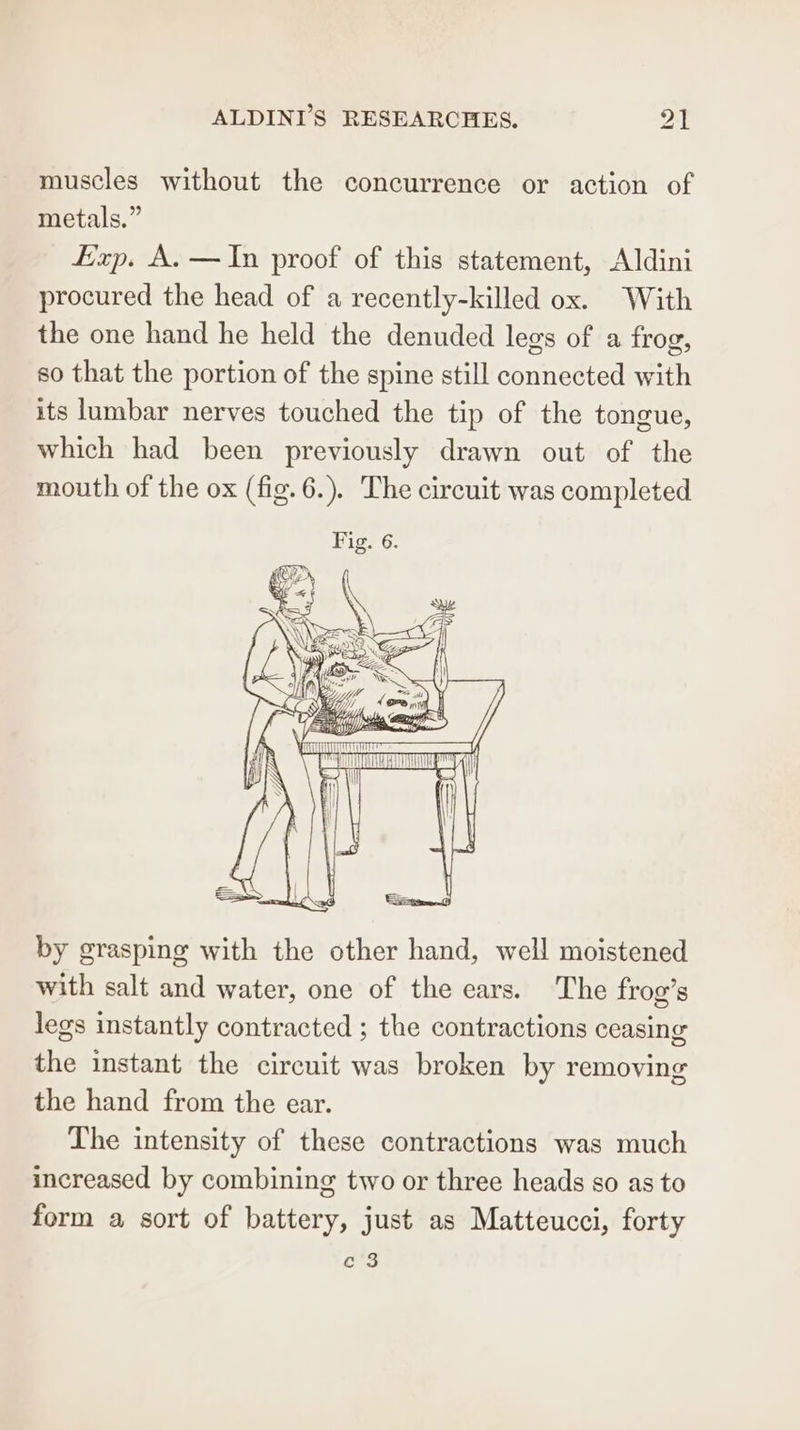 muscles without the concurrence or action of metals.” Exp. A. —In proof of this statement, Aldini procured the head of a recently-killed ox. With the one hand he held the denuded legs of a frog, so that the portion of the spine still connected with its lumbar nerves touched the tip of the tongue, which had been previously drawn out of the mouth of the ox (fig. 6.). The circuit was completed by grasping with the other hand, well moistened with salt and water, one of the ears. The frog’s legs instantly contracted ; the contractions ceasing the instant the cireuit was broken by removing the hand from the ear. The intensity of these contractions was much increased by combining two or three heads so as to form a sort of battery, just as Matteucci, forty c3