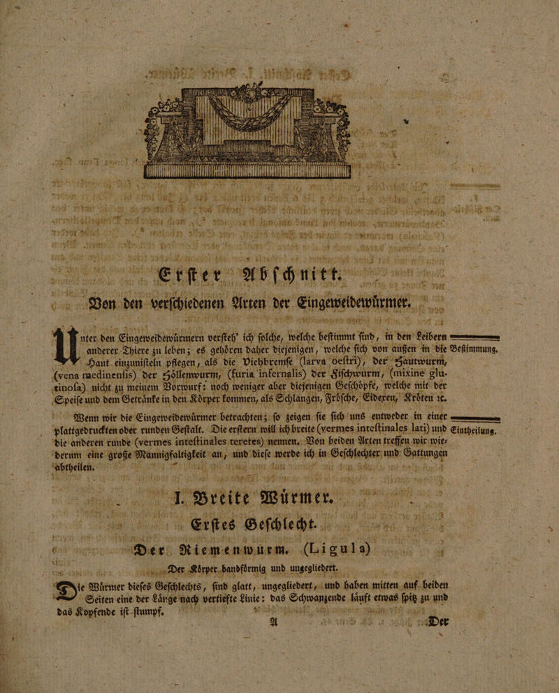 ER — * 7 7 a 8 r 5 * N 5 7 FFT 2 * € 2 2 - 5 75 75 ir —— 1 5 G 32 5 7 et ELSE 5 we % 2 HE Er HR vr PURE “ RT 5; tea ri Hr 90 . vn \ er lg Gar 1 1 e ee e e Re 305 a * eg nge. CC ‚rl: * = An 50 t 7 2 2 * he N n Er . N 2 2 7 ar en ale, A e ib 5 1 5 * 0 e eee, e we RAT Et > st itt. 5 10 5 Rt; is 14 e en ni | ui Er vn nt dunn de der Eingasebeshemen eo en 2 ER ES nter den Eingeweidewürmern verſteh ic ie, Ye beftimmt Find, Er vr Labern une, anderer Thiere zu leben; es gehören daher diejenigen ; welche ſich von außen in die Pe 4 Haut einzuniſteln pflegen, als die viehbremſe (larva bOeſtri), der Zautwurm, i 5 medinenſi is) der Söllemwurm (füria infe alis) der Fiſchwurm, (mirine glu- tinoſa) nicht z zu meinem Vorwurf: : noch ejenigen 1 7 welche mit der ingen, Frösche, Eideren, Kröten: ic. niger aber d Schlan Der n wur m 25 =“ i 401 ) | Yin | br, as PA und ungegliedert. 3 | SR D. 2 Würmer dieſes Geſchlechts, ſind glatt, ungegliedert, und Babe es Pe beiden Si iiten eine der Länge nach 2 egal : das Schwanzende laͤuft ae pi zu n | A RN A wir ‚De 1