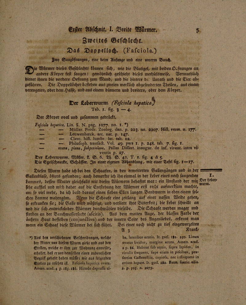 Zweites Geſchlecht. A . En Das Doppelloch. (Patciola) 1 ii Er . e 250 Salute, eine bein Anfange und eine unterm Bauch. = Nie Woher. dieſes Geſchlechts e ſich, wie die Blutigel, mit beiden e ee an, andere Körper feſt ſaugen: gewoͤhnlich geſchieht dieſes wechſelsweiſe. Vermuthlich dienet ihnen die vordere Oefnung zum Mund, und die hintere de. Uurath und die Eier ab⸗ zufuͤhren. Die Doppellöcher beſtehen aus zweien merklich abgeſonderten Theilen, aus einem „ oder dem Halſe und aus einem duͤnnern und breitern, oder dem Koͤrper. ER Der laber, ( men. 7 Der Körper oval und pufontmnen SAH, | % bepatic, Lin. S. N. pag. 1077. no. 1. — — Leuwenhœck. arc. nat. p. 147. — — Clere. hift. lumbr. lat. tab, 12. 8 5 — Philofoph. tranſact. Vol. 49. pars 1 1. 2 248 een 7. Be 20... wwata, plana, Jubperiolasa. Pallas Diſſert. dug, de inf. N intra vr ventia p. 27. A Der Beberwurm.: Müller. L. S. 6. Th. S. 42. T. 1. fig. 4 &amp; 5. Die Egelſchnecke. Schäfer. In einer elgenen Wer ein 55 einer Sof fig. i. — Dieſen Wurm habe ich bei den Schaafen i in den erweiterten Gallengaͤngen und in ber Gallenblase, öfters gefunden; auch bemerkte ich ihn einmal in der Leber eines noch ſaugenden I. ſehr auffiel und mich daher auf die Entſtehung der Wuͤrmer erſt recht aufmerkſam machte, um ſo viel mehr, da ich bald darauf einen ſieben Ellen langen Bandwurm in eben einem ſol⸗ chen Lamme wahrnahm. W. ſo erkranken ſie; die Galle wird waͤßrigt, und verliert ihre Bitterkeit; die Leber ſchwillt an und die ſich entwickelnden Würmer durchwuͤhlen dieſelbe. Die Schaafe werden mager und aͤußern Haut deſſelben (eonjunctiva) und der innern Seite des Augenliedes, erkennt man wenn ein N Wi Würmer bei 1080 A Bei einer noch nicht sa tief eingewurzelten ) Aus den BA Geſchreibungen, 7 Stellen, welche er ihm zur Wohnung anweiſet, erhellet, daß er von demſelben einen undeutlichen 05 Stellen zu erſehen iſt. Faſciola hepatica ovara. oyatus lividus, margine acuto, „Amen. acad. 2: p. 505. n. 2075.