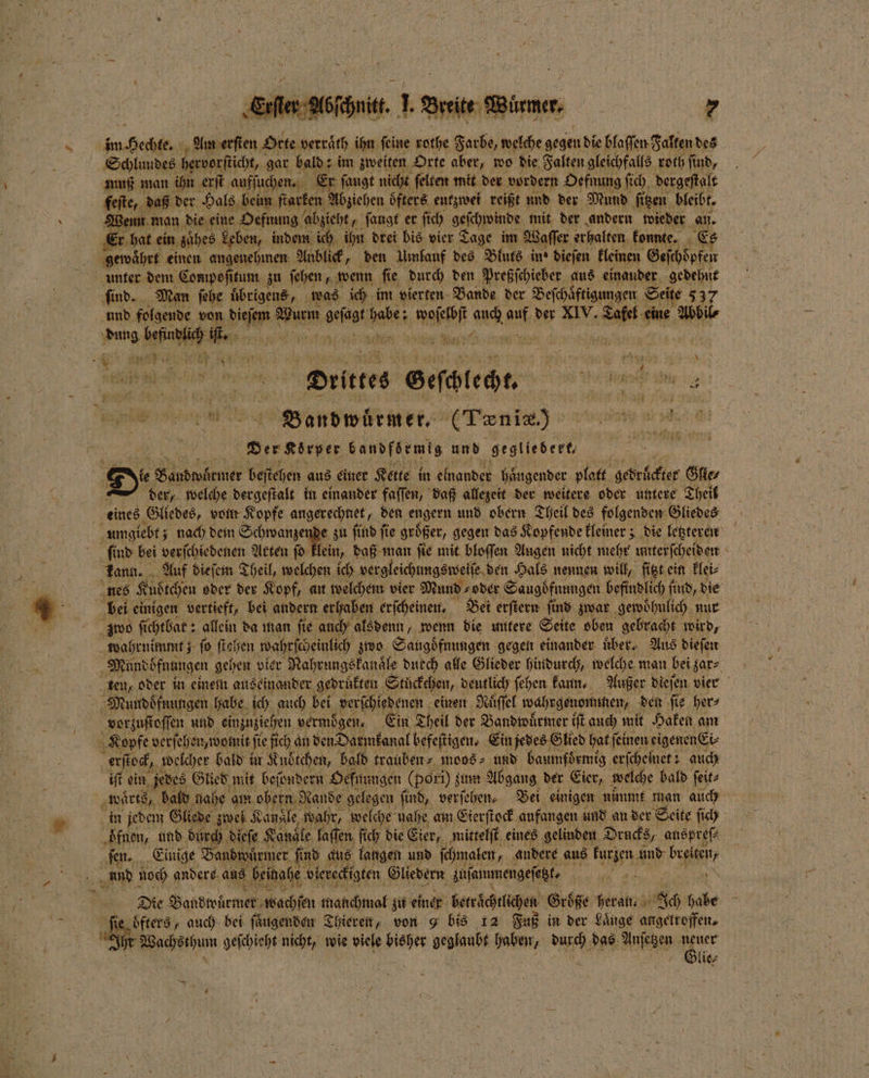 x in Hechte. . Olle verraͤth ihn feine rothe Farbe, welche gegen die blaſſen Falten des Schlundes bervorſticht, gar bald: im zweiten Orte aber, wo die Falten gleichfalls roth ſind, muß man ihn erſt aufſuchen. Er ſaugt nicht ſelten mit der vordern Oefnung ſich dergeſtalt feſte, daß der Hals beim ſtarken Abziehen oͤfters entzwei reißt und der Mund ſitzen bleibt. Gen man die eine Hefnung abzieht, fangf er ſich geſchwinde mit der andern wieder an. er hat ein ze ahes Leben, indem ich ihn drei bis vier Tage im Waſſer erhalten konnte. E, gewaͤhrt einen angenehmen Anblick, den Umlauf des Bluts in® dieſen kleinen Geſchoͤpfen unter dem Compoſitum zu ſehen, wenn fie durch den Preßſchieber aus einander gedehnt ſind. Man ſehe übrigens, was ich im vierten Bande der Beſchaͤftigungen Seite 537 und folgende von N Sum Aae a Beh aach 30 der XIV. ER: eine A BR ai 75 2 zu nt ur 2 . n 4 x — * ; REN W 5 Drittes Geſchlecht. | 3 5 1 8 5 e | Bondwörmer. (Tenis.) Hi Der Körper bandfoͤrmig und gegliedert | D e beſtehen aus einer Kette in einander haͤngender platt gebeten Glie⸗ der, welche dergeſtalt in einander faſſen, daß allezeit der weitere oder untere Theik eines Gliedes, vom Kopfe angerechnet, den engern und obern Theil des folgenden Gliedes umgiebt; nach dem Schwanzende zu find fie großer, gegen das Kopfende kleiner; die letzteren find bei verſchiedenen Akten fo klein, daß man ſie mit bloſſen Augen nicht mehr unterſcheiden 0 kann. Auf dieſem Theil, welchen ich vergleichungsweiſe den Hals nennen will, ſitzt ein klei⸗ . nes Kubdtchen oder der Kopf, an welchem vier Mund oder Saugoͤfnungen befindlich ſind, die 4 5 bei einigen vertieft, bei andern erhaben erſcheinen. Bei erſtern ſind zwar gewoͤhnlich nur zwo ſichtbar: allein da man ſie auch alsdenn, wenn die untere Seite oben gebracht wird, wahrnimmt; fo ſtehen wahrſcheinlich zwo Saugoͤfnungen gegen einander uͤber. Aus dieſen Mundöfnungen gehen vier Nahrungskanaͤle durch alle Glieder hindurch, welche man bei zar⸗ ten, oder in einem auseinander gedräften Stückchen, deutlich ſehen kann. Außer dieſen vier Mundoͤfnungen habe ich auch bei verſchiedenen einen Nuͤſſel wahrgenommen, den fig her vorzuſtoſſen und einzuziehen vermögen. Ein Theil der Bandwuͤrmer iſt auch mit Haken am Kopfe verſehen, womit ſie fich an den Darmkanal befeſtigen. Ein jedes Glied hat ſeinen eigenen Ei⸗ erſtock, üwelcher bald in Knötchen, bald trauben⸗ moos⸗ und baumfoͤrmig erfcheinet 3 auch iſt ein jedes Glied mit beſondern Oefnungen (pori) zum Abgang der Eier, welche bald ſeit⸗ waͤrts, bald nahe am obern Rande gelegen find, verſehen⸗ Bei einigen nümmt man auch 2 in jedem Gliede zwei Kansle wahr, welche nahe am Eierſtock anfangen und an der Seite ſich oͤfnen, und durch dieſe Kanäle laſſen ſich die Eier, mittelſt eines gelinden Drucks, auspreſ⸗ ſen. Einige Bandwuͤrmer ‚find aus langen und ſchmalen, andere aus kurzen und We and noch andere al einahe viereckigten Gliedern zuſammengeſetzt, 8 Die Bandwuͤrmer wachſen manchmal zu einer betrachtliche Größe heran. Ich habe = ie oͤfters, auch bei ſaͤugenden Thieren, von g bis 12 Fuß in der Laͤnge angetroffen. 0 1 ia geſchieht nicht, wie viele bisher geglaubt haben, ur das Anſetzen RR lie⸗ N a .