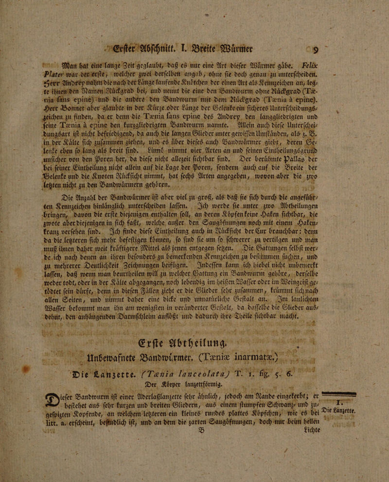 * * erſter Abschnitt. I. Bieite W Plater war der erſte, welcher zwei derſelben angab, ohne fie doch genau zu unterſcheiden. ger rr Andrey nahm die na nach der Laͤnge laufende Knoͤtchen der einen Art als Kennzeichen an, leg⸗ nen den Namen Nückgrad bei, und nennt die eine den Bandwurm ohne Ruͤckgrad (Tæ. la ſans epine) und die audere den Bandwurm mit dem RNuͤckgrad (Tenia à epine). 7 Bonnet aber glaubte in der Kuͤrze oder Laͤnge der Gelenke ein ſicheres Unterſcheidungs⸗ zeichen zu finden, da er denn die Tænia fans epine des Andrey den langgliedrigten und ſeine 85 A epine den kurzgliedrigten Bandwurm nannte. Allei auch dieſe Unterſchei⸗ in der K al I ‚uf nme ziehen, und es ‚über. dieſes auch Baudwürmer giebt, deren lenke eben ſo 0 b lang als als brei ſind. 1 Linne nimmt vier Arten an und ſeinen Eintheilungsgrur unſicher von den Poren her, da dieſe nicht allezeit ſichtbar ſind. Der beruͤhmte Pallas der bei ſeiner Eintheilung nicht allein auf die Lage der Poren, ſondern auch auf die Breite der 1 und die Knoten Rückſicht nimmt, es je i e wovon aber die zwo egten nicht zu u den Bandwürmern gehoren. Er 8 sn 1585 5 der e an wi zu 5 als daß fie ſch ee die argeräßh: 11 15 10 Bu a, 575 1 da 5 HL h Be RL 105 it, An nd fe um 0 hwer⸗ . n muß ihnen daher weit kraͤftigere Mittel a ls jenen entgegen ſetzen. 1 1 e Keb wer⸗ de ich nach denen an ihren beſonders zu bemerkenden Kennzeichen zu beftit ſuchen, 17 und zu mehrerer Deutlich it Zeichnungen I beifügen. Indeſſen kann ich hiebei n ht unbemerkt laſſen, daß wenn man beurtheilen will zi zu welcher Gattung ein Bandwurm gehoͤre, derſelbe weder todt, ober in Ur Kälte abgegangen, noch lebendig im heißen? Waſſer oder im Weingeiſt ge⸗ 1 d üͤrfe, d enn in dieſen Fällen zieht SL, die Glieder. ſehr zuſammen 1. kruͤmmt ſich nach allen Selm 45 und nimmt daher eine dicke und unnatürliche Geſtalt an. Im laulie 8 75 ER 5 BER * e 7 ad 3 15 y Er ET N 1 * asi“ Innceolata) T. e 60 85 Der Koͤrper lanzettfoͤrmig. 5 wir 8 Er 995 3 Die Ranserte. 7 RR » gt Di RS iſt einer Aderlaßlanzette ſehr ahnlich, jedoch am Kane eingefeebt; er — litt. a. erſcheint, beßodlüch iſt, und an dem die zarten Saugoͤfnungen , doch nur beim hellen