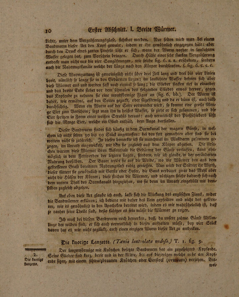 + N ° 2. Die knotige Lanzette. . eite Al Waſſer gelegen hat, zum Vorſchein bringen. Dur entdeckt man nicht nur die vier Saugbfnungen, wie 1 fig. 2 a. 1 vr 05 ſondern nei die MORE . der en nr: Ben 8 ieee 3 . EU ge jet int em Würmer aus IR werden fü f no 1 5 an Das, see 13 5 Alec vor Sm malen des babe Öle, eas sr PEN s x . Ben Er 50 en Dart be magern eile in 8 Er 95 655 ven et. 1 . 1100 11 7 * Mare 1 \ gefreſſenen Graſe Pere Ne aa ie diser füttert fie gewöhulich mit Gerſte oder Hafer, die ah Verdüßet Ar das Ki ad nicht die Hülfen der Korner; dieſe ſtechen die Würmer, und nöͤthigen ſolche dadurch nd dem untern Theil des . hinzuziehen, wo EIN denn im ker ee 70 den ſelben zugleich abgehen, 15 | a Auf eben dieſe Art 1 9 75 ich 2 laſſe 15 die 1 des s englifhen Zuns, 92 5 die Vandwüͤrmer erklaren; ich bediene mir daher des klein gepfeilten und nicht des gekoͤrn⸗ ten, wie es gewöhnlich in den Apoth eken bereitet wird, indem es mir wahrſcheinlich iſt, daß je rauher ſeine Theile find, deſto faͤhiger es ſein muͤſſe die Würmer zu reizen. Ich muß bei diefem Bandwurm noch bemerken, daß, da unsere zahme CR) nfe HbeSm linge der wilden find, er ſich auch vermuthlich in dieſen aufhalten muͤſſe, bey vier eg se 1 55 % ri nut gli Ani € einen, Water 12 5 alle Art t zu entdec * er Die knotige Lanzette. 0 u, lud ole adi ) T. 1, . 1 Dee lanzettförmige mit Kubichen beſetzte Bandwurm hat ein dug ete Beh. £ Br Glieder ſind kurz, breit und in der Mitte, bis auf diejenigen elche nahe am Kopf⸗ a ſitzen, mit ae ſchwaribraunen e oder Eierſtock (ovasiur ) verſehen. Bis⸗ 5 wei⸗