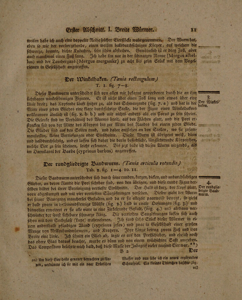 weilen habe ich eh doppelte Neihe ſolcher Eierſtöcke ee: Der Wurm hat, eben ſo wie der vorhergehende, einen weißen halbdurchſichtigen Koͤrper ‚ auf welchem die 88 ſchwarze, braune, dichte Knoͤtchen, ſehr ſchöͤn abſtechen. Gewoͤhulich iſt er 30 N ab auch manchmal einen Fuß lang. Ich habe ihn nur in der ſchwarzen Nonne (Mergus albel. lus) und der Tauchergaus (Mergus e zu an Mr Rank Stuck 1 dem Basel nete une clenen in ana ke 1 | RS 5 Hs De Winfetpeten. 2 1 0 r al, 5 N ds * U nr sh j RE 2 D ek fig. 8 * * 3 x or we EN! Dieſ er 55 1 ſich von allen mir bekannt get wordenen duch die an ihm AL winkelformigen Figuren. Er iſt nicht uͤber einen Zoll fang und etwas über eine 3: Linie breit; das Kopfende läuft ſpitzer zu, als das Schwanzende (fig. 7. a) und hat in der — 5 Wutel⸗ f Mitte eines jeden Gliedes eine klare durchſi chtige Stelle, die der Figur eines Winkelhakens vollkommen ähnlich iſt (fig. 8. b. b.) und mir nichts anders als ein Porus zu ſein ſcheint. Die Gelenke ſind im Verhaͤltniß des Wurms breit, auf den Flächen glatt, und die Pori er⸗ ſtrecken ſich von der Mitte des Koͤrpers bis zur Mitte des Randes bei einem jeden Gliede nn“ Die Glieder ſind auf den Seiten rund, und daher entſtehen an den Stellen, wo ſie zuſam⸗ a menſtoſſen, kleine Vertiefungen oder Einſchnitte. Dieſer Wurm iſt übrigens weiß, dünn r und halbdurchſichtig, und es laſſen ſich daher die darin befindliche, laͤn glichtrunde K Koͤrperchen, EA aN welche Eier zu ſein ſcheinen, leicht erkennen. Bis jezt habe ich e 9 nirgends, 1 ais im e Barbe re barbus) angeofen. Ag a Fa ie} 119 . 2 } ach 1 1 2 8 2 9.2 De Bundgiedrigte Bandwurm. 6 ET aaa vorundi PR 5 REITEN Tab. 2. fig. 1—4. 19.12.79 Materie _ 000 e Dieſer Bandwurm musste ſich durch ſeine runden, kurzen, dicken, und . — Glieder / an deren Nande die Pori ſichtbar find, von den uͤbrigen, und dieſe runde Figur der⸗ 4. ſelben bildet bei ihrer Vereinigung vertiefte Einſchnitte. Der Hals iſt kurz, der Kopf platt, Der rundglie⸗ vorn abgeſtumpft und mit vier vertieften Saͤugoͤfnungen verſehen. Dieſen giebt der Wurm er Baud⸗ bei feiner Bewegung mancherlei Geſtalten und da er fie allezeit paarweiſe bewegt, ſo zieht er bald zween in he! bmondfoͤrmige Wü ilſte (fig. 2.) bald in ovale Oefnungen (fig. 3.) und bisweilen erweitert er fie alle viere in eine Zir kelrunde Geſtalt, (fig. 4.) und alsdann ver⸗ ſchrindet der ſonſt fichtbare ſchwarze Ning. Die vertieften Saugoͤfnungen laſſen ſich auch ſchon mit dem Suchglaſe (Lupe) wahrnehmen. Ich fand ſechs Stuͤck dieſer Wuͤrmer in ei⸗ nem anderthalb pfuͤndigen Aland (eyprinus jeles) und zwar in Geſellſchaft einer großen Menge von Nelkenbandwürmern, und Kratzern. Ihre Lauge betrug zween Juß und ihre Breite eine Linie. Ich ſchnitt ein Glied ab, legte es auf den Preßſchieber, und ehe ich noch das obere Glas darauf brachte, wurde es duͤnn und von einem milchichten Saft umgeben. Das Compoſt itum 9 ah 9 8 dieſe 85 der Jubel vieler ee u 5 — R . 8 Be 2 er 229 Um dieſe Sier deſto e ee il kon : 0 5 und nun dhe ich ein neues ergoͤtzendes nen, verdunnte ich fie mit ein paar Troͤpfchen N Ein kleines Thienchen halchts che. a 5 10 x
