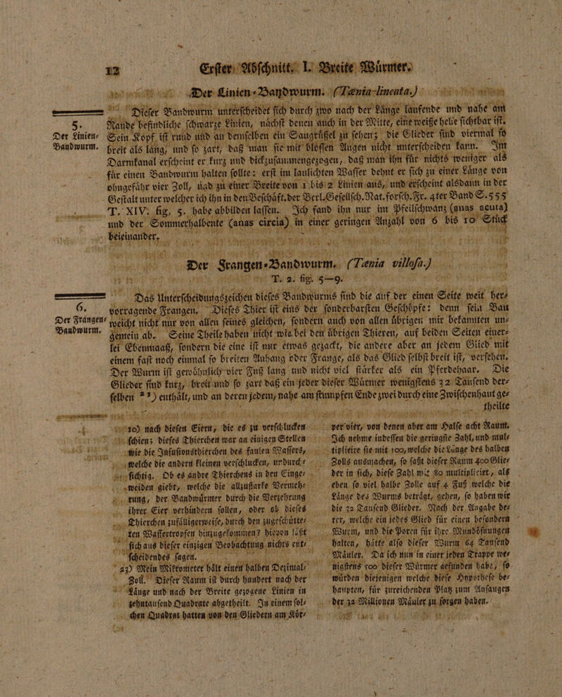 * 955 De 8 b 1 en iger e ah er hu und Siegen ec 6 lt 1 BR. im ne Waser an ur and 5 nur im ringen 1 7000 5 15 ms 1255 Fa 1 0 Stangen · Sandi rm. 4 Tania ola 105 „ a e e 2 fig. ss. u KR Pr | En Rue 1 75 in ms fü nd die ai f der einen 1 weit ee onderbai arften Geſchöpfe: : denn fein. Bau 15 9 von allen übrigen 1 0 ten un⸗ BE 9 #0 ET 0 Der S 1 ee am ee ewe 5 dae eine um 5 dheilte ber vier, 50 b hei am ch 0 Raum. Ich nehme inpeſſen eee 00 and mul⸗ 727 mit Sele auemachen, ga faßt Diefer aum 4⁰⁰ Stier der in fie 111 DM RS 1 . 1 leder. 9 5 Wee 1 5 | für inen befant er or ugen 1 81 3 A 8 5 f f 1 475 ſend un in einer eden rom nen halben Dei g 11 bes dieser Würmer gefun en habe, ſo Dieſet 15 10 durch hundert nach den wurden diejenigen welche dieſe eee be⸗ ar Re und nach der Breite gezogene Linien ii in haupten, für zureichenden Platz zum Anſaugen zehntauſend Quadrate abgetheilt. In einem fols 1 1 Wülonen 9 e 1 Ei N chen Augorst batten von den Gliedern OR 0 e ee N rue f (or Nin