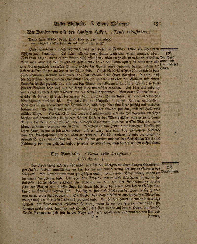 Den Bandwurm mit 1 bee 2 Hamit „ A . nel ar 1 3 e e ee a 5 . ‚Diefer BR 1 8 5 fi RR ed tier ken im u Munde Geben ein Reber — Ipitzen hat, kenntlich. ei Es ſtehen allezeit zwey Paare derſelben gegen einander über. 17. ö an kann daher, wenn er den Mund geſchloffen haͤlt, nicht mehr als zwey Paar erblicken, Der Band⸗ wenn man aber auf den Augenblick acht giebt, da er den Mund dͤfnet; fo wird man alle wurm mit vier Haken zugleich bemerken können, welche die Geſtalt eines Hufeiſens haben, indem die ao friigen beiden Äuffern länger als der in der Mitte find. Durch dieſes Werkzeug haͤlt er fich in dem es zaͤhen Schleim, welcher das innere des Darmkanals beim Hecht uͤberzieht, ſo feſte, daß der Kopf beim Herausziehen gewöhnlich abreißt: ſondert man aber den Schleim mit einem ſtumpfen Meſſer zugleich ab, und legt den Wurm mit ſelbigem in laulichtes Waſſer; ſo loͤſet ſich der Schleim bald auf und der Kopf wird unverſehrt erhalten. Auf dieſe Art habe ich mir einige hundert dieſer Wuͤrmer mit den Koͤpfen geſammlet. Von denen Bandwuͤrmern, welche ich kenne, iſt dieſer der einzige, der, ſtatt der Saugeblaſen „ mit einer ordentlichen Mundoͤfnung verſehen iſt. Ich habe ihn am haͤufigſten in jungen Hechten angetroffen. 5 Sein Sitz iſt im obern Theil des Darmkanals, und nicht ſelten ſind ihrer funfzig und mehrere beiſammen. Er wird ohngefaͤhr zwey Fuß lang; die Glieder find kurz und der Hals von mittler Laͤnge. Die Eierſtöcke find traubenförmig geſtaltet und am Schwanzende am fi cht⸗ barſten und deutlichſten; längs dem Körper laͤuft in der Mitte deſſelben eine vertiefte Linie. Auch in der Leber dieſes Fiſches habe ich dieſen Bandwurm in einem weiſſen Blaͤschen, ganz ſchmal zuſammen gezogen, angetroffen. Nachdem er eine Zeitlang im laulichten Waſſer ge⸗ legen hatte, dehnte er ſich auseinander, und er war, wie mich das Microſcop belehrte, von der Beſchaffenheit als der oben angeführte, Da ich im vierten Bande der Beſchaͤfti⸗ i gungen S. 541. umſtaͤndlich von dieſem Wurm geredet und auf der funfzehnten Tafel eine 5 are von 1 Ae nr 3 15 waͤre es r mich laͤnger bei ihm aufhalten. De Kurshals. ( Ta collo er 1mo. 2), 3 3 VI. fig. 175. AR Der Kopf dieſes Wurms fiße nicht, wie bei den übrigen, an einem hen e N gen Halſe, ſondern unmittelbar an den breiten nur etwas wenig verjuͤngten Gliedern des 18. X Körpers. Am Kopfe nimmt man 36 Haͤkgen wahr, welche zween Kreiſe bilden, davon die Der Kurzhals. im innern die größten find. Der Theil des Kopfes, woran dieſe Werkzeuge ſitzen, iſt „„ lindriſch, hinter dieſem erſcheint ein dickerer, an dem die vier Mundoͤfnungen in Ger ſtalt der Warzen dem bloſſen Auge bei einem ſcharfen, bei einem ſchwaͤchern Geſicht aber durch ein Handglas ſichtbar find, Bei fig. 2. ſind dieſe Theile von der Seite, bei fig. 3. aber von vorne vergroͤſſert vorgeſtellt. Die Glieder des Halſes beſtehen aus laͤnglichten Vierecken, welche nach der Breite des Wurms geordnet find. Am Körper haben ſie eine faſt viereckige Geſtalt: am Schwanzende erſcheinen fie aber, wenn fie von den Eiern entledigt find, zu⸗ ſammen geſchrumpft, länglicht und ſchmaͤler; die Pori liegen auf beiden Seiten am Rande. Dieſer e haͤlt ſich in . Katze u „und gewöhnlich find mehrere von 1452 bei⸗ N ammen, — — N