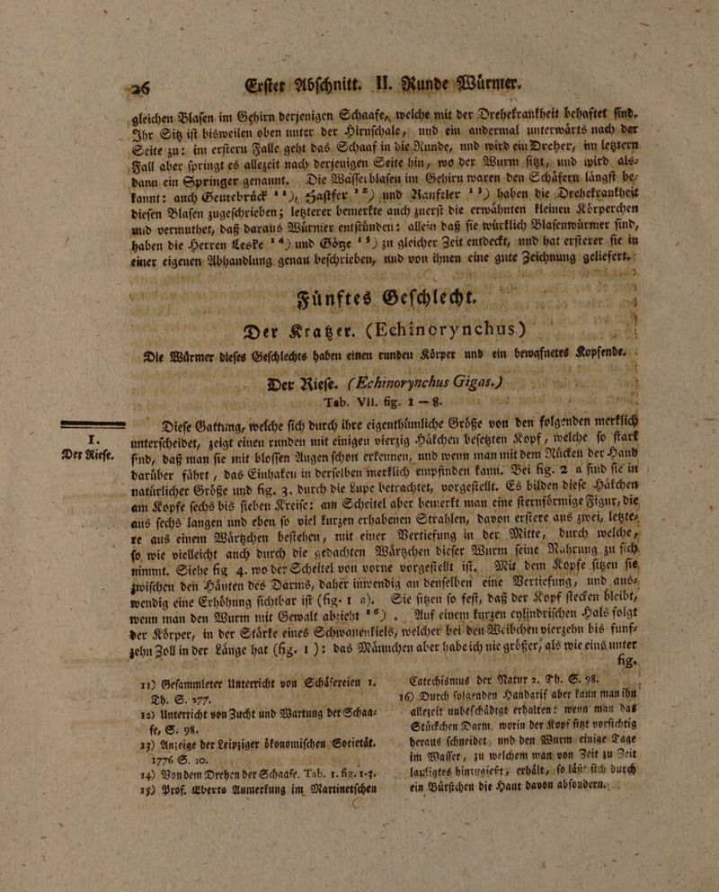 \ gleichen Blaſen im Gehirn derjenigen Schaafen welche mit der Drehekrankheit behaftet find. Seite zu: im erſtern Falle geht das Schaaf in die Runde, und wird ein Dreher, im letztern 1 dann ein Springer genannt. Die Waſſerblaſen im Gehirn waren den Schaͤfern längft be⸗ kannt: auch Geutebrück ), Zaſtfer ) und Ranftler ) haben die Drehekrankheit dieſen Blaſen zugeſchrieben; letzterer bemerkte auch zuerſt die erwaͤhnten kleinen Koͤrperchen und vermuthet, daß daraus Wuͤrmer entſtuͤnden: allein daß fie wuͤrklich Blaſenwuͤrmer ſind, haben die Herren Leske 4) und Goͤtze ) zu gleicher Zeit entdeckt, und hat erſterer fie in einer eigenen Abhandlung genau beſchrieben, und von ihnen eine gute Zeichnung geliefert. ink en e, ® VVV e Nl eee e W N N Dier Kragen, (Echinerynchus ) Die Wuͤrmer dieſes Geſchlechts haben einen runden ‚Körper und ein bewafnetes Kopfende. PR a g ; a N . 1 127 1 Br 7 sn 1 W Er RN RA 9 39 25 8 n 1 1 RR Na 10 ee DI ee Dteer Rieſe. (Echinorynchus Gigas:. ans e ab WII e ee I. Der Rieſe. unterſcheidet, zeigt einen runden mit einigen vierzig Häkchen beſetzten Kopf, welche ſo ſtark find, daß man ſie mit bloſſen Augen ſchon erkennen, und wenn man mit dem Rüden der Hand daruͤber faͤhrt, das Einhaken in derſelben merklich empfinden kann. Bei fig. 2 a ſind ſie in am Kopfe ſechs bis fieben Kreiſe: am Scheitel aber bemerkt man eine fterufdrmige Figur, die aus ſechs langen und eben ſo viel kurzen erhabenen Strahlen, davon erftere aus zwei, letzte⸗ re aus einem Waͤrtzchen beſtehen, mit einer Vertiefung in der Mitte, durch welche, ſo wie vielleicht auch durch die gedachten Waͤrtzchen dieſer Wurm ‚feine. Nahrung zu ſich nimmt. Siehe lig 4. wo der Scheitel von vorne vorgeſtellt iſt. Mit dem Kopfe ſitzen ſie zwiſchen den Haͤuten des Darms, daher inwendig an denfelben eine Vertiefung, und aus⸗ wendig eine Erhöhung ſichtbar iſt (fig. 1 a). Sie ſitzen ſo feſt, daß der Kopf ſtecken bleibt, wenn man den Wurm mit Gewalt abzieht ) Auf einem kurzen cylindriſchen Hals folgt W } i 5 5 fig. 1) Geſammleter Unterricht von Schoͤfereien n Catechismus der Natur 2. Th. S. 98s. . e,, a Durch folgenden Handgrif aber kann man ihn 10 Unterricht von Zucht und Wartung der Scha, allezeit unbefchädige erhalten:; wenn man das We, „ ,, % ͤũ 7é1. Stückchen Darm worin der Kopf ſitzt vorſichtig 13) Anzeige der Leipziger ökonomiſchen Soeietat. heraus ſchneidet und den Wurm einige Tage S. a a A im Maffer, zu welchem man von Zeit zu Zeit 14) Von dem Drehen der Schaake. Tab. 1. fig. 1.3. lauligtes hinzugießt erhält, ſo laͤß! ſich durch 15) Prof. Eberts Anmerkung im Martinetſchen ein Buͤrſichen die Haut davon abſondern