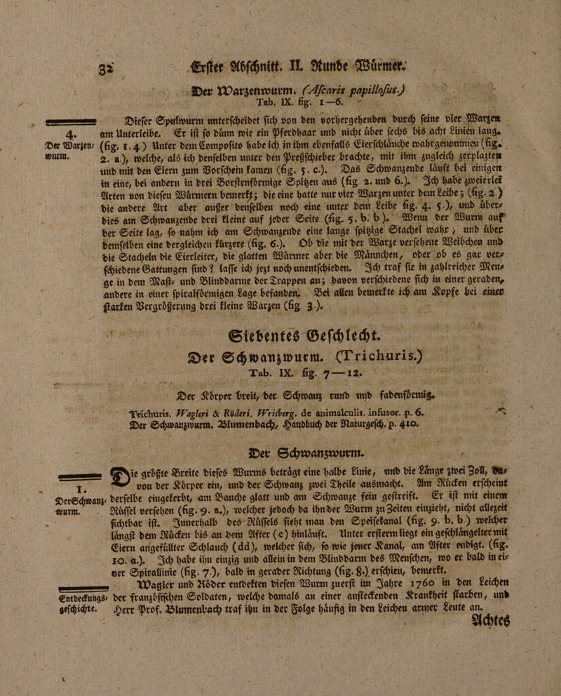 0 ] 323 Eiter Abſchnitk. I. Runde Würmer. | Der Warzenwurm. (Afcaris papiliaſuti ), 0 Ilu.ab. IX. fig. 126. ni 0 — dier Spultourm unterſcheidet fich von den vorhergehenden durch feine vier Warzen 4. am Unterleibe. Er iſt ſo duͤnn wie ein Pferdhaar und nicht uͤber ſechs bis acht Linien lang. x nos wurm. 2. a.), welche, als ich denſelben unter den Preßſchieber brachte, mit ihm zugleich zerplazten und mit den Eiern zum Vorſchein kamen (lig. 5. c.). Das Schwanzende laͤuft bei einigen in eine, bei andern in drei Borſtenförmige Spitzen aus (fig. 2. und 6.). Ich habe zweie rler Arten von dieſen Würmern bemerkf; die eine hatte nur vier Warzen unter dem Leibe; (lig. 2.) die andere Art aber außer denſelben noch eine unter dem Leibe fig. 4. 5.) und über- dies am Schwanzende drei kleine auf jeder Seite (lig. 3. b. b). Wenn der Wurm auf der Seite lag, ſo nahm ich am Schwanzeude eine lange ſpitzige Stachel wahr, und über demſelben eine dergleichen kürzere (fig. 6.) Ob die mit der Warze verſehene Weibchen und die Stacheln die Eierleiter, die glatten Würmer aber die Männchen, oder ob es gar ver⸗ ſchiedene Gattungen ſind? laſſe ich jezt noch unentſchieden. Ich traf ſie in zahlreicher Men⸗ ge in dem Maſt⸗ und Blinddarme der Trappen an; davon verſchiedene ſich in einer geraden, 5 andere in einer ſpiralfdemigen Lage befanden. Bei allen bemer te ich am Kopfe bei einer ſtarken Vergroͤßerung drei kleine Warzen (ig 39. N re man, Siebentes Geſchlecht. Der Schwanzwurm. (Trichuris) 5 Der Körper breit, der Schwanz rund und fadenfdrmig. 5 ö Trichuris. Wagleri &amp; Röderi. Wrisberg. de animalculis. infusor. p. 6. Are 1 Der Schwauzwurm. Blumenbach, Handbuch der Naturgeſch. p. 40. e Der Schwanzw um. — Die groͤßte Breite dieſes Wurms beträgt eine halbe Linie, und die Lange zwei Zoll, da⸗ I. von der Koͤrper ein, und der Schwanz zwei Theile ausmacht. Am Ruͤcken erſcheint Der Schwanz⸗ derſelbe eingekerbt, am Bauche glatt und am Schwanze fein geſtreift. Er iſt mit einem wurm. Nuͤſſel verſehen (fig. 9. a.), welcher jedoch da ihnder Wurm zu Zeiten einzieht, nicht allezeit 15 ſichtbar iſt. Innerhalb des Ruͤſſels ſieht man den Speiſekanal (fig. 9. b. b.) welcher laͤngſt dem Rüden bis an dem After (e) hinlaͤuft. Unter erſterm liegt ein geſchlaͤngelter mit Eiern angefuͤllter Schlauch (dd), welcher ſich, ſo wie jener Kanal, am After endigt. (fig. 10. u.). Ich habe ihn einzig und allein in dem Blind darm des Menſchen, wo er bald in ei⸗ . Wagter und Röder entdekten dieſen Wurm zuerſt im Jahre 1760 in den Leichen Entdeckungs⸗ der franzoͤſtſchen Soldaten, welche damals an einer anſteckenden Krankheit ſtarben, und geſchichte. Herr Prof. Blumenbach traf ihn in der Folge haͤufig in den Leichen armer Leute Ach er 7 1 e ee tes *