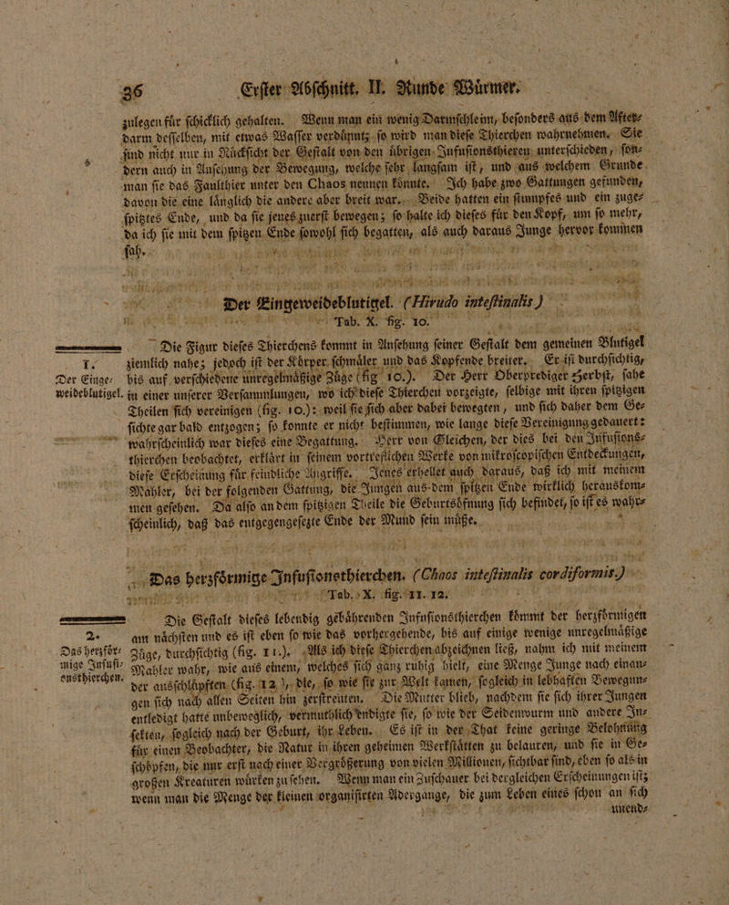 Erſter Abſchnitt. U. Kunde Würmer. ER N, man fie das Faulthier unter den Chaos nennen koͤnnte. Ich habe, zwo Gattungen gefunden, ſpitztes Ende, und da ſie jenes zuerſt bewegen ; ſo halte ich dieſes für den Kopf, um fo mehr, da ich ſie mit dem ſpitzen Ende ſowohl ſich begatten, als auch daraus Junge hervor kommen ſah. 5 ß An 11 ' 1 a t 13508 N s 10 f 1750 1 ** ik 5 1 17970 5 1 en 1 inn N N . ern: Pe PR PERLE 754 „ee e A N Past 992 5 * N N h 8. n M VERDIENEN * * 1 er . 5 8 5 RR Ir ni EN HERE TLERAT SS Er Al 4 ud intel) 2.8 Na RR RR RIED IC I. 10, Dex Eingeweideblutigel (ie \ T% ziemlich nahe; jedoch ift der Körper, ſchmaͤler und das Kopfende breiter. Er iſt durchſichtig, Der Einger bis auf verſchiedene unregelmaͤ ige Züge (lig 10.) Der Herr Oberprediger Zerbſt, ſahe Theilen ſich vereinigen (hg. 10.) : weil fie ſich aber dabei bewegten, und ſich daher dem Ge⸗ ſichte gar bald entzogen; ſo konnte er nicht beſtimmen, wie lange dieſe Vereinigung gedauert: wahrſcheinlich war dieſes eine Begattung. Herr von Gleichen, der dies bei den Jnfuſions⸗ thierchen beobachtet, erklart in feinem vortreflichen W erke von mikroſcopiſchen Entdeckungen, dieſe Erſcheinung für, feindliche Angriffe. Jenes erhellet nuch daraus, daß ich mit meinem Mahler, bei der folgenden Gattung, die Jungen aus dem ſpitzen Ende wirklich herauskom⸗ men geſehen. Da alſo an dem ſpitzigen Theile die Geburtsöfnung ſich befindet, jo iſt es wahr⸗ ſcheinlich, daß das entgegengeſezte Ende der Mund fein muͤßhe. 20 e e 5 Das herzfoͤrmige In fuſtonsthierchen. (Chaos inteſtinnlis cordiformis : —ln Tart r y y orak az 0 de N en X n 2 am naͤchſten und es iſt eben ſo wie das vorhergehende, bis auf einige wenige unregelmaͤßige Das herzför⸗ Züge, durchſichtig (fig. 1 .). Als ich dieſe Thierchen abzeichnen ließ, nahm ich mit meinem BE Mahler wahr, wie aus einem, welches ſich ganz ruhig hielt, eine Menge Junge nach einan⸗ der aun ede LBE ſo wie fie zur Welt kamen, ſogleich in lebhaften Vewegun⸗ gen ſich nach allen Seiten hin zerſtreuten. Die Mutter blieb, nachdem ſie ſich ihrer Jungen ſekten, ſogleich nach der Geburt, ihr Leben. Es iſt in der That keine geringe Belohnung für einen Beobachter, die Natur in ihren geheimen Werkſtaͤtten zu belauren, und ſie in Ge⸗ ſchöͤpfen, die nur erſt nach einer Vergrößerung von vielen Millionen, ſichtbar find, eben fo als in unend⸗ —