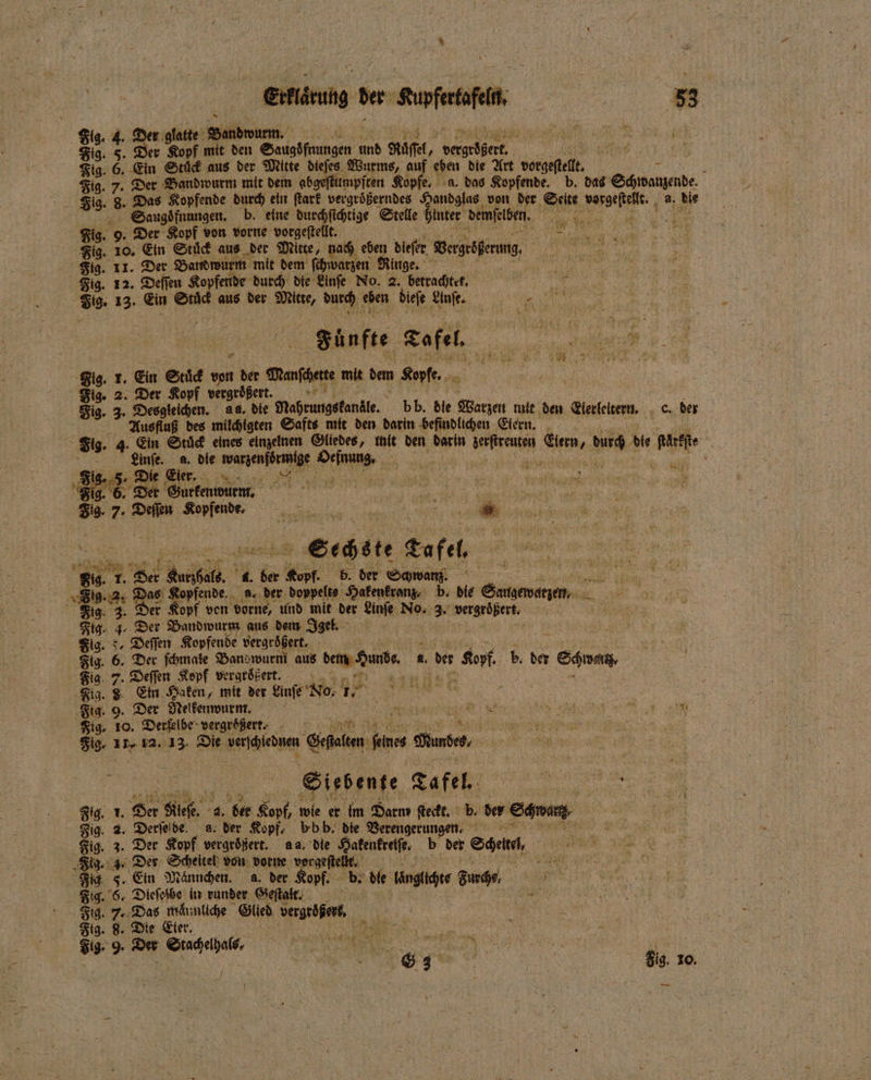 Fig. 4. 4.20 glatte Bandwurm. Fig. 5. Der Kopf mit den . und ft, „ e F Fig. 6. Ein Stück aus der Mitte dieſes Wurms, auf eben die Art vorgeſtellt R ; Sig. 7. Der Bandwurm mit dem abgeſtumpften Kopfe, a. das Kopfende. b. das Schwanzende. Fig. 8. Das Kopfende durch ein ſtark vergroͤßerndes Handglas von der Seite „ a. die Saugoͤfnungen. b. eine durchſichtige Stelle inter demſelben. SR Fig. 9. Der Kopf von vorne vorgeſtellt. . 1 Fig. 10. Ein Stuck aus der Mitte, nach eben dieſer Vergehen, 1 Fig. 11. Der Bandwurm mit dem ſchwarzen Ringe. 1 Fig. 12. Deſſen Kopfende durch die Linſe No. 2. betrachtet. „ 89. 13. Ein a aus der N durch eben dieſe Linſe. e Fünfte Tafel, a SE E Fig. 1. Ein Stuͤck vn der Manfcherte mit den Kopfe. Fig. 2. Der Kopf vergrößert. * 5 Fig. 3. Desgleichen. as. die Mahrungskanile. bb. dle Warzen mit den Llerleitern. c. der a Ausfluß des milchigten Safts mit den darin befindlichen Eiern. a Fig. 4. Ein Stuck einer einzelnen Eliedes, init den darin 1 e 3 die e. Leinſe. a. die e SE on ‚Sig..5. D Die Eier, 5 1 f ö 88. 6. Der Gurkenwurm. x e 9 5% 7. Deſſen Kopfende. . 4 s as Eöste Tefel a EN et Fig. 1. Der Wo 4. be wor 8 der Schwanz 519.2. Das Kopfende. a. der doppelte Hakenkronz, b. dle . Fig. 3. Der Kopf von vorne, und mit der infe No. 3. vergrößert. Ftg. 4. Der Bandwurm aus dem Igel. Fig. 5. Deſſen Kopfende vergrößert. - Fig. 6. Der ſchmale Bandwurni aus den Hunte b. ber aan, b. der egen. big 7. Deſſen Kopf vergroͤßert. wer Fig. 8 Ein Haken, mit der Einfe No. I I Fig. 9. Der Nelkenwurm. : ar 9 8 a RE Fig. 10. Derfelbe- vergrößert. - eee 819. 28. 12.13, Die lune Ertel be made, . e Siebente Tafel. 5 509. *. Se Sieh. 4. ber Kopf, wie er im Darm ſteckt. b. der em Fig. 2. Derfeide. a. der Kopf, bb b. die Verengerungen. Fig. 3. Der Kopf vergroͤßert. a a. die Hakenkreiſe. b der Schere, Fig. 3. Der Scheitel von dorne vorgeſtellk. HR 95 Jig F. Ein Männchen. a. der Kopf. b. die ng Bunde Fig. 6, Dieſelbe in runder Geſtalt. | SR | Fig. 7. Das männliche Glied vergrößert, SER RER Fig. 8. Die Eier, N 5 | Ss ” Der e %% N Nee SR a Fig. 10. Ra ji