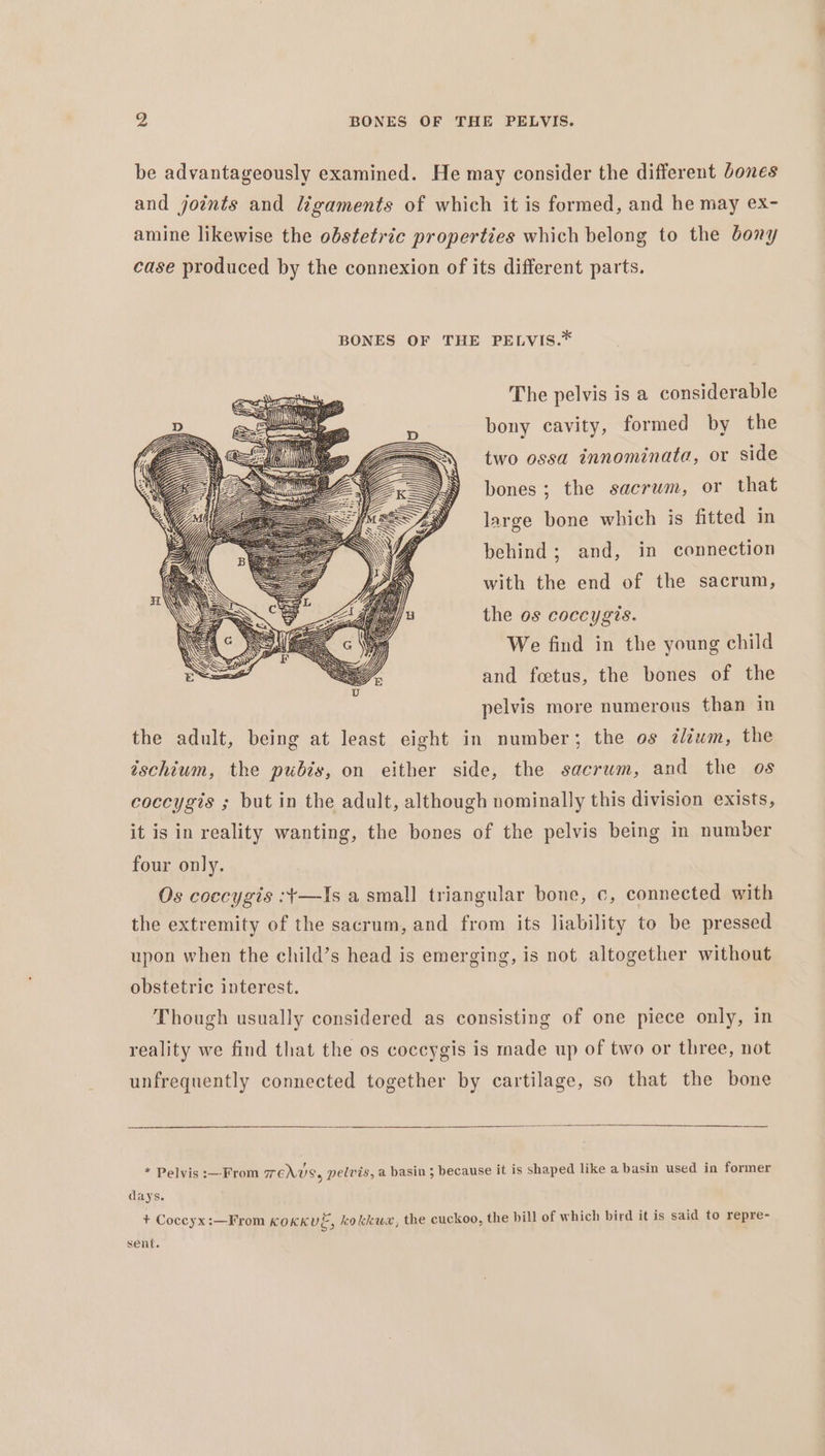 be advantageously examined. He may consider the different Jones and joints and ligaments of which it is formed, and he may ex- amine likewise the obstetric properties which belong to the bony case produced by the connexion of its different parts. BONES OF THE PELVIS.* The pelvis is a considerable bony cavity, formed by the two ossa innominata, or side bones; the sacrum, or that large bone which is fitted in behind; and, in connection with the end of the sacrum, the os coccygis. We find in the young child and foetus, the bones of the pelvis more numerous than in the adult, being at least eight in number; the os ¢lium, the ischium, the pubis, on either side, the sacrum, and the os coccygis ; but in the adult, although nominally this division exists, it is in reality wanting, the bones of the pelvis being in number four only. Os coccygis :¥—Is a small triangular bone, c, connected with the extremity of the sacrum, and from its liability to be pressed upon when the child’s head is emerging, is not altogether without obstetric interest. Though usually considered as consisting of one piece only, in reality we find that the os coccygis is made up of two or three, not unfrequently connected together by cartilage, so that the bone * Pelvis :—From TENS, pelvis, a basin ; because it is shaped like a basin used in former days. + Coccyx :—From KOKKUE, kokkuw, the cuckoo, the bill of which bird it is said to repre- sent.