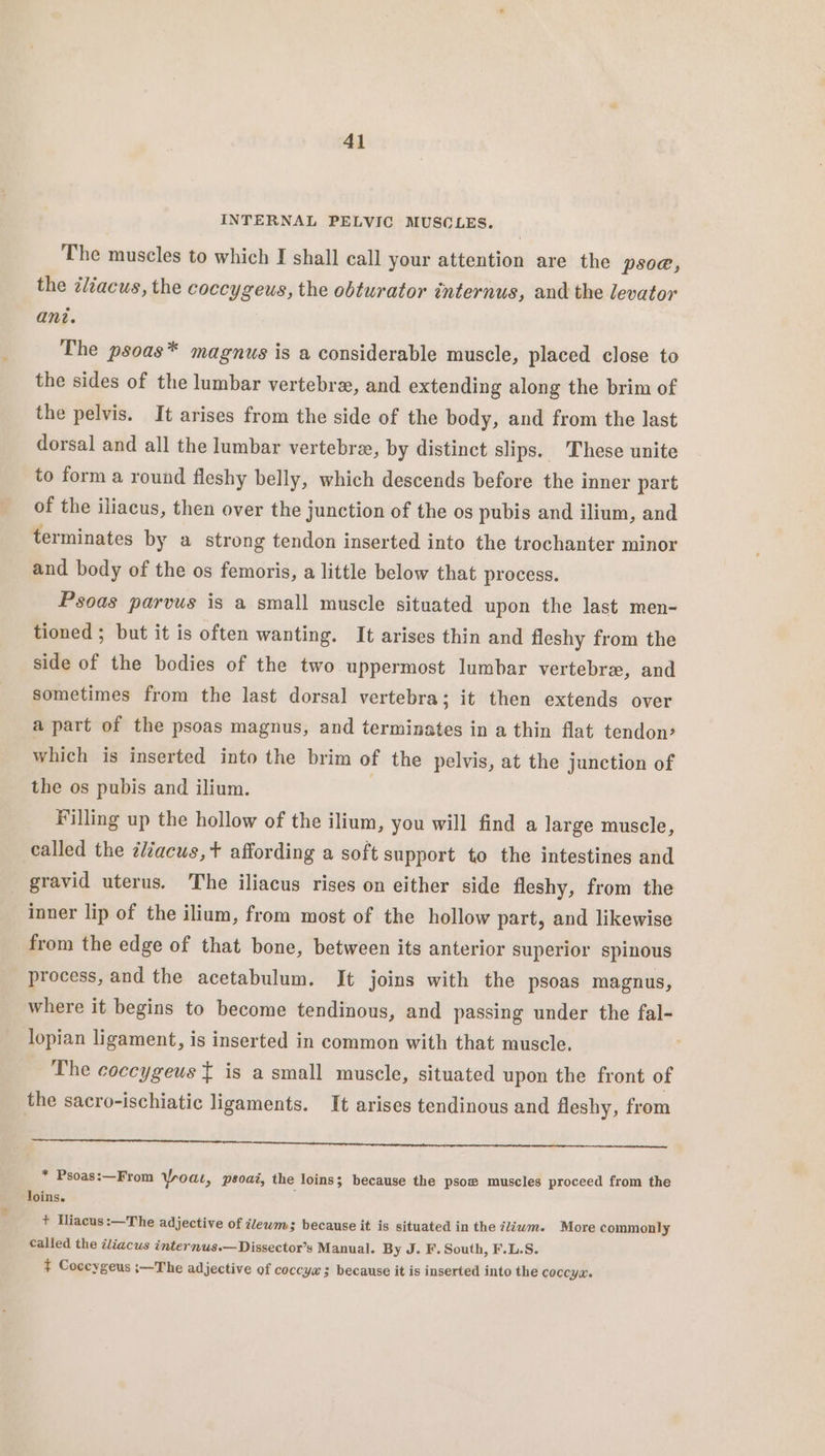 INTERNAL PELVIC MUSCLES. The muscles to which I shall call your attention are the psoe, the zliacus, the coccygeus, the obturator internus, and the levator ant. The psoas* magnus is a considerable muscle, placed close to the sides of the lumbar vertebre, and extending along the brim of the pelvis. It arises from the side of the body, and from the last dorsal and all the lumbar vertebree, by distinct slips. ‘These unite to form a round fleshy belly, which descends before the inner part of the iliacus, then over the junction of the os pubis and ilium, and terminates by a strong tendon inserted into the trochanter minor and body of the os femoris, a little below that process. Psoas parvus is a small muscle situated upon the last men- tioned ; but it is often wanting. It arises thin and fleshy from the side of the bodies of the two uppermost lumbar vertebre, and sometimes from the last dorsal vertebra; it then extends over a part of the psoas magnus, and terminates in a thin flat tendon? which is inserted into the brim of the pelvis, at the ahi of the os pubis and ilium. Filling up the hollow of the ilium, you will find a large muscle, called the ¢éacus,+ affording a soft support to the intestines and gravid uterus. The iliacus rises on either side fleshy, from the inner lip of the ilium, from most of the hollow part, and likewise from the edge of that bone, between its anterior superior spinous process, and the acetabulum. It joins with the psoas magnus, where it begins to become tendinous, and passing under the fal- lopian ligament, is inserted in common with that muscle, The coccygeus { is a small muscle, situated upon the front of the sacro-ischiatic ligaments. It arises tendinous and fleshy, from * Psoas:—From Yroat, psoai, the loins; because the psow muscles proceed from the loins. + Hliacus:—The adjective of ilewm; because it is situated in the iliwm. More commonly called the tliacus internus.—Dissector’s Manual. By J. F. South, F.L.S. t Coccygeus :—The adjective of coccyx ; because it is inserted into the Coccyx.