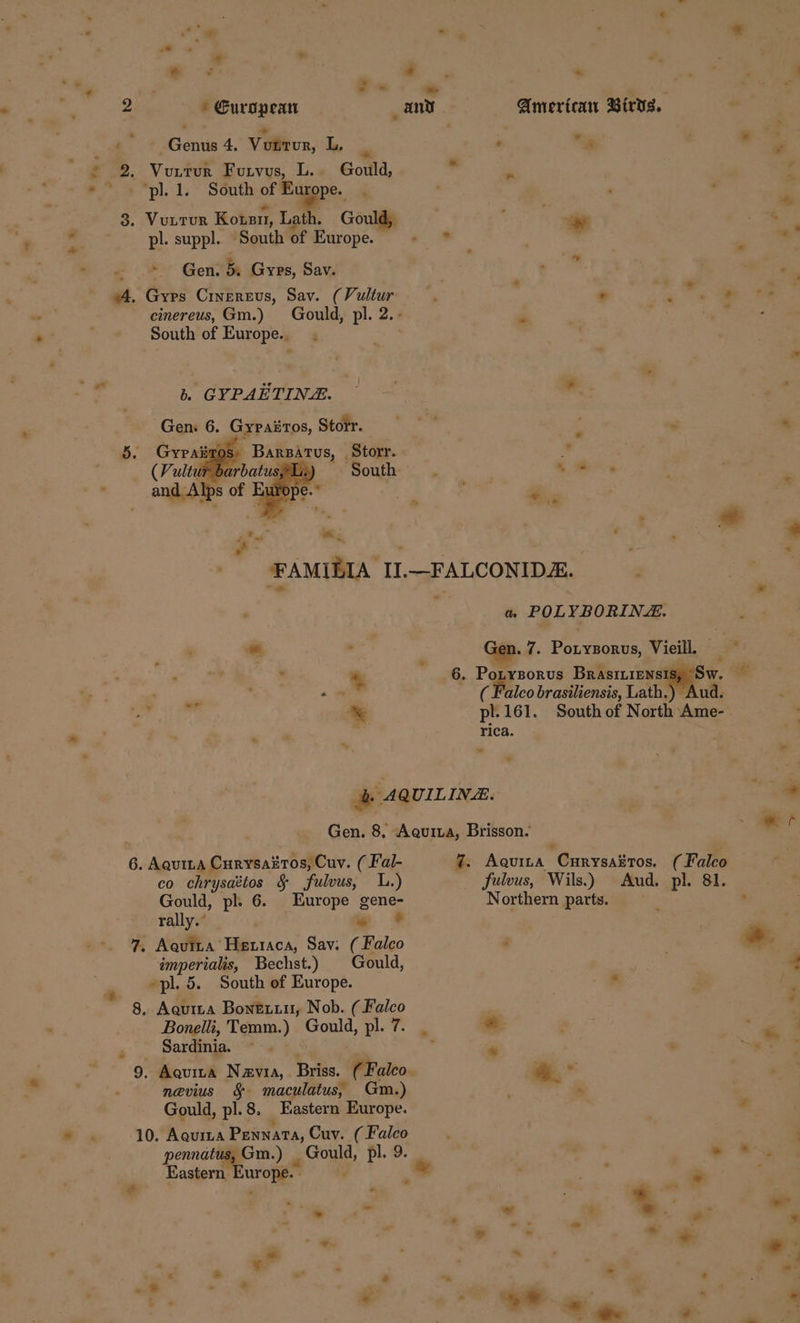 - &gt; - e* * i * ey. in a sei. 2 * European and Amertcan Birds. ~~ Genus 4. Voltron, L, . a ee * 2, Vouitur Furvus, L.. Gould, ° - ‘pl. 1. South of Europe. 3. Vuntur Kotsn, Lath. Gould, ry a pl. suppl. South of Europe. + * ' s - ys Gen. Ba Gyps, Sav. ) ei ~4. Gyrs Cinerevs, Sav. (Vultur . ; + oe b. GYPAETINE. — - cae 6. Greairos Storm. ™ : . 5. TOS _ Storr. bs ‘South 2 e 6 &gt; ; é hey a 7 FAMILIA II.—FALCONIDZ. ed : ‘ Os POL YBORINZ. e os | Gap. 7. Porvionte Vieill. Fi , * 6. Porysorus Brastiens! ‘Sw. cine , -- (Falco brasiliensis, Lath.) Aud. . : % pl.161. South of North: lanes sa. rica. &amp; AQuIL INE. Gen. 8, Aguita, Brisson. ~ ae 6. Aaquina Curysairos, Cuv. ( Fal- 7. Aquita Curysattos. ( Falco co anes §&amp; fulvus, LL.) fulvus, Wils.) Aud. pl. 81. Gould, pl. 6. Europe gene- Northern parts. , rally.’ » * . 7, Aquita Hetraca, Sav: (Falco é imperialis, Bechst.) Gould, -pl. 5. South of Europe. -s 8, Aquina Bontiiu, Nob. ( Falco Bonelli, Temm.) Gould, pl. 7. | * “« Sardinia. ~ .  “ ‘ a he 9. Aquita Nayra, Briss. ‘(CFaleo. _ nevius §- maculatus, Gm.) * Gould, pl. 8. Eastern Europe. + 10. Aquita PENNATA, Cuv. (Falco pennatus,Gm.) Gould, pl. 9. _ . es Baste Europe m R * . : Pa ‘ = » “ . ~ &amp; % ts a? - a. S © - ~~ * , * ™ * ° t , a ¥ ” - « » . * ¢ a 7 . . ? - * ad 4 z a ° ? * @e ¢ a