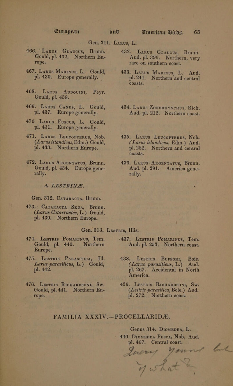 466. Larus Guravcus, Brunn. Gould, p]. 432. Northern Eu- rope. 467. Larus Marinus, L. Gould, pl. 430. Europe generally. © 468. Larus Avupovuini, Peyyr. Gould, pl. 438. 469. Larus Canus, L. Gould, pl. 487. Europe generally. 470 Larus Fuscus, L. Gould, pl. 431. Europe generally. 471. Larus Lerucorrerus, Nob. (Larus islandicas,Edm.) Gould, pl. 433. Northern Europe. 472. Larus Arcentatus, Brunn. Gould, pl. 434. Europe gene- rally. d. LESTRINZ. Gen. 312, Cararacra, Brunn. 473.- Cararacta Sxua, Brunn. (Larus Catarractes, L.) Gould, pl. 489. Northern Europe. Gen. 313. 474. Lestris Pomarinus, Tem. Gould, pl. 440. Northern Europe. 475. Lustris Parasitica, III. Larus parasiticus, L.) Gould, pl. 442. 476. Lestris Ricwarpsoni, Sw. Gould, pl.441. Northern Eu- _ rope. 432. Larus Gutavcus, Brunn. Aud. pl. 396. Northern, very rare on southern coast. 433. Larus Marinus, L. Aud. pl. 241. Northern and central coasts. 434, Larus Zonoruyneuvs, Rich. Aud. pl. 212. Northern coast. 435. Larus Leucorrerus, Nob. (Larus islandicus, Edm.) Aud. pl.282. Northern and central coasts. 436. Larus Arcentatus, Brunn. Aud. pl. 291. America gene- rally. Aud. pl. 253. Northern coast. 438. Lestris Burront, Boie. (Larus parasiticus, L.) Aud. pl. 267. Accidental in North America. 439. Lestris Ricuarpsoni, Sw. (Lestris parasitica, Boie.) Aud. pl. 272. Northern coast. Genus 314. Diomepga, L. pl. 407. Central coast. J Py Ao a . a tee cs 5 ¢ ier