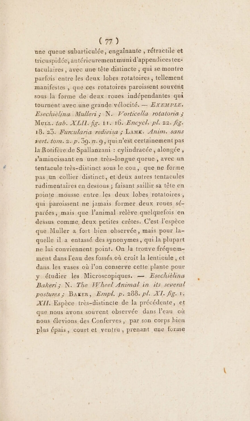 une queue subarticulée, engainante , rétractile et tricuspidée, antérieurementmuni d'appendicesten- taculaires , avec une tête distincte , qui se montre parfois entre les deux lobes rotatoires , tellement manifestes , que ces rotatoires paroissent souvént sous la forme de deux roues indépendantes qui tournent avec.une grande vélocité. — EXEMPLE. Esechièlina . Muller: ; N. Vorticella rotatoria ; Murx. tab. ÆLIL. fig. 11: 16. Encycl. pl. 22. fig. 18. 23. Furcularia redivisa ; LaAmK. Anim. sans vert. tom. 2. p. 39.1: 9, quin’est certainement pas la Rotifère de Spallanzami : cylindracée , alongée, s’amincissant en une très-longue queue , avec un tentacule très-distinct sous le cou, que ne forme pas un collier distinct, et deux autres tentacules rudimentaires en dessous ; faisant saillir sa tête en pointe mousse entre les deux lobes rotatoires, qui paroissent ne jamais former deux roues sé- parées,; mais que l’animal rélève quelquefois en dessus comme, deux petites crêtes. C’est l'espèce que Muller a fort bien observée, mais pour la- quelle il a entassé des synonymes, qui la plupart ne lui conviennent point. On la trouve fréquem- ment dans l’eau des fossés où croît la lenticule , et dans. les vases où l’on conserve cette plante pour y étudier les Microscopiques. — Esechièlina Bakeri; N. The Wheel Animal in its several postures ; Baxer, ÆEmpl, p. 266. pl. XT. fig. r. XII. Espèce très-distincte de la précédente, et que nous avons souvent observée dans Peau où nous élevions des Conferves, par son corps hien plus épais, court et ventru, prenant une forme
