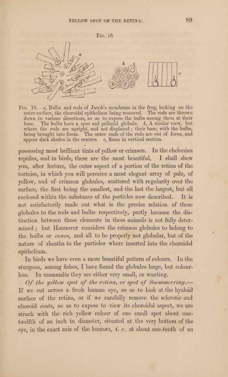 Fie. 16. -@, Bulbs and rods of Jacob’s membrane in the frog, looking on the outer surface, the choroidal epithelium being removed. The rods are thrown down in various directions, so as to expose the bulbs among them at their base. The bulbs have a spur and pellucid globule. 4, A similar view, but where the rods are upright, and not displaced ; their base, with the bulbs, being brought into focus. The outer ends of the rods are out of focus, and appear dark shades in the centres. c, Same in vertical section. possessing most brilliant tints of yellow or crimson. In the chelonian reptiles, and in birds, these are the most beautiful, I shall shew you, after lecture, the outer aspect of a portion of the retina of the tortoise, in which you will perceive a most elegant array of pale, of yellow, and of crimson globules, scattered with regularity over the surface, the first bemg the smallest, and the last the largest, but all enclosed within the substance of the particles now described. It is not satisfactorily made out what is the precise relation of these globules to the rods and bulbs respectively, partly because the dis- tinction between these elements in these animals is not fully deter- mined; but Hannover considers the crimson globules to belong to the bulbs or cones, and all to be properly not globular, but of the nature of sheaths to the particles where inserted into the choroidal epithelium. In birds we have even a more beautiful pattern of colours. In the sturgeon, among fishes, I have found the globules large, but colour- less. In mammalia they are either very small, or wanting. Of the yellow spot of the retina, or spot of Soemmerring. — If we cut across a fresh human eye, so as to look at the hyaloid surface of the retina, or if we carefully remove the sclerotic and choroid coats, so as to expose to view its choroidal aspect, we are struck with the rich yellow colour of one small spot about. one- twelfth of an inch in diameter, situated at the very bottom of the eye, in the exact axis of the humors, ¢. e. at about one-tenth of an